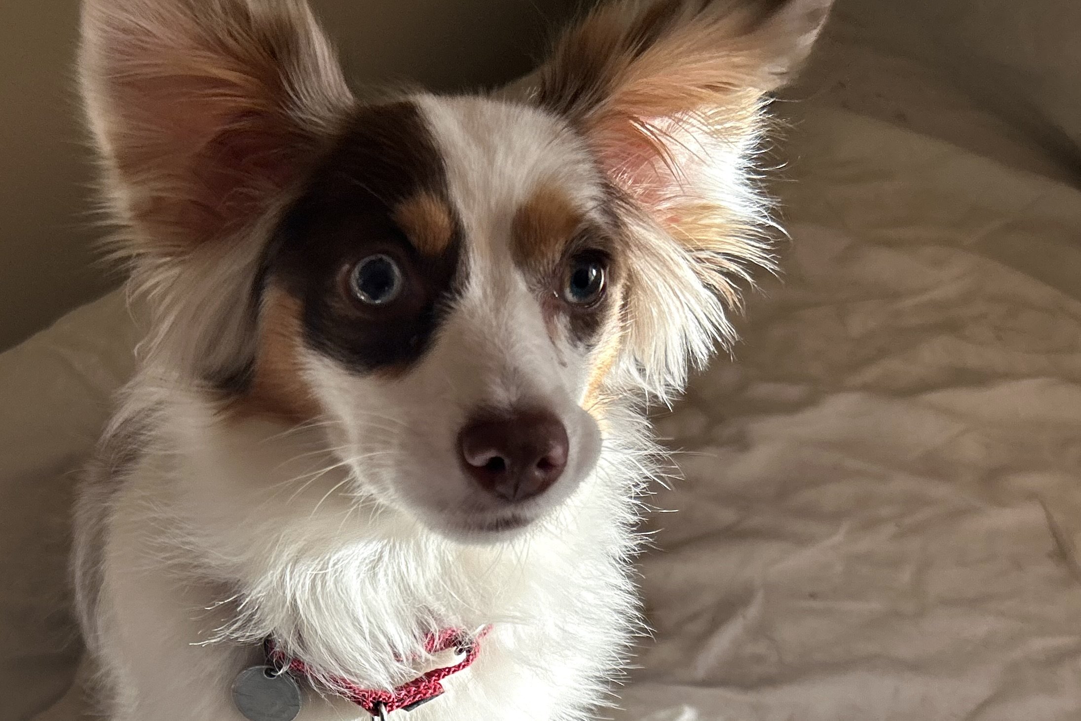 Close-up of a small dog with wide, alert eyes sitting on a bed, showing early signs of anxiety and hypervigilance after adoption.