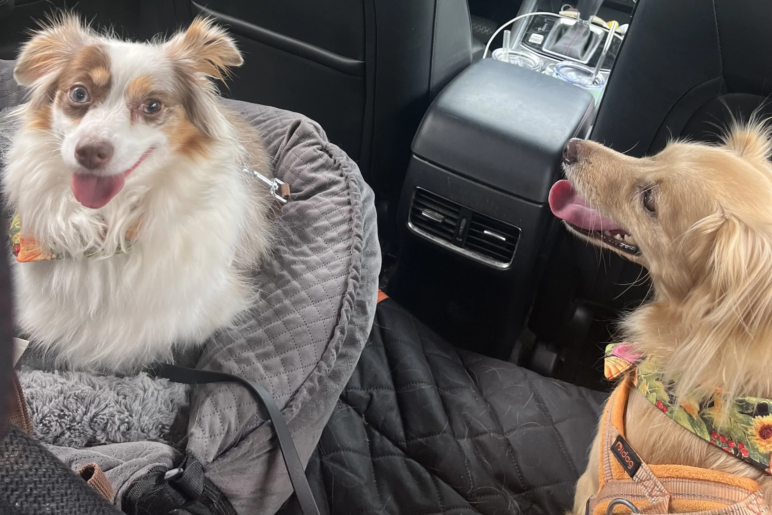 Archie and Saydie waiting in the back seat at Marker-Miller Orchards in Winchester, Virginia.