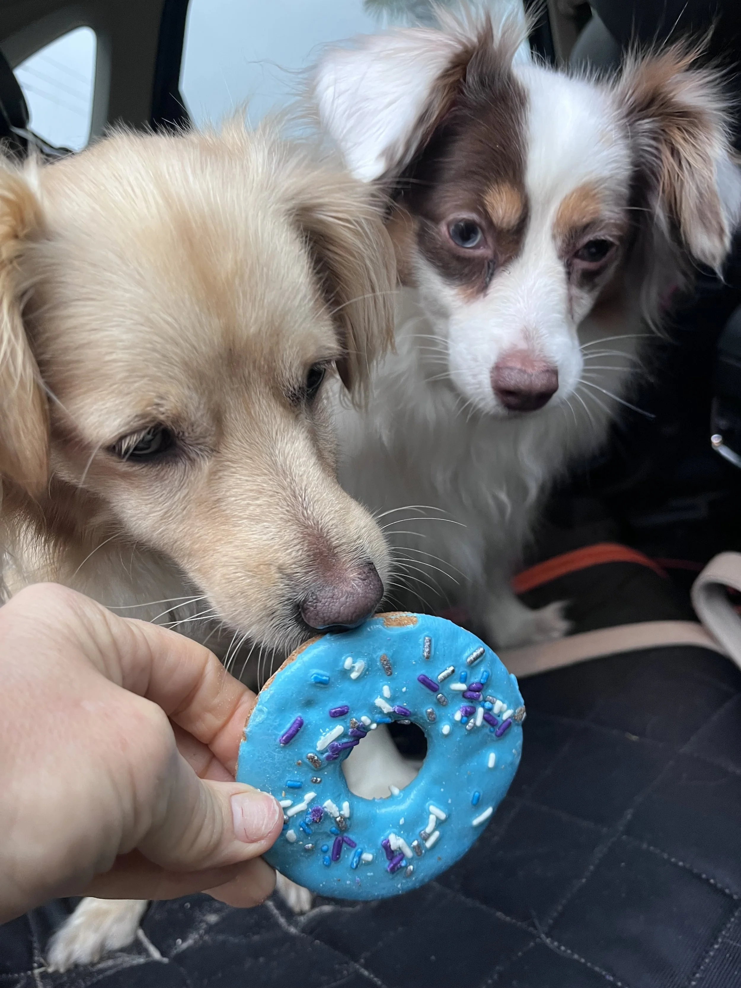 Two small dogs closely inspecting a bright blue donut-shaped dog treat, with one dog sniffing it while the other watches nearby.