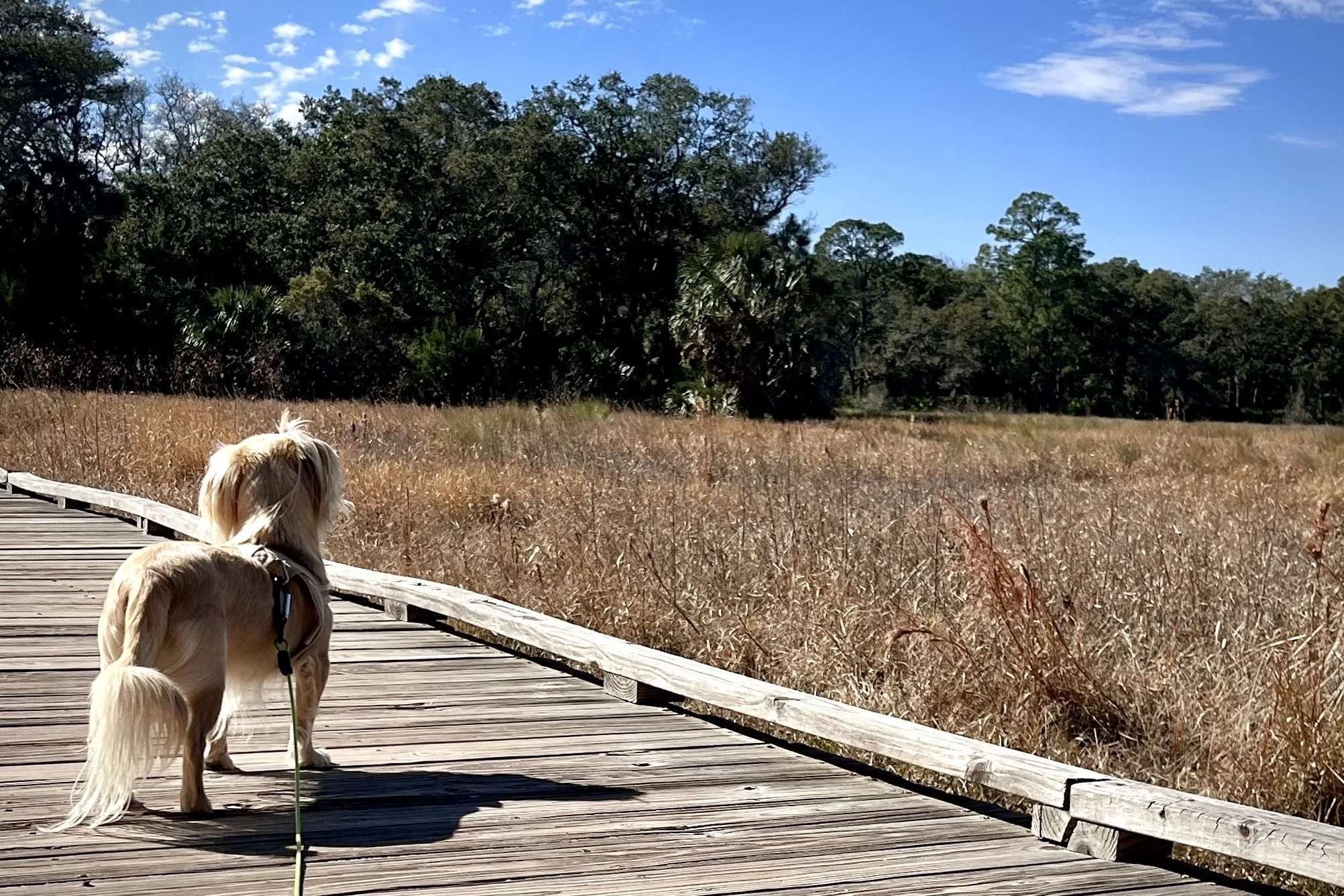 Small dog standing on the wooden boardwalk along the Yellow Trail at Guana Tolomato Matanzas Reserve near St. Augustine, Florida.