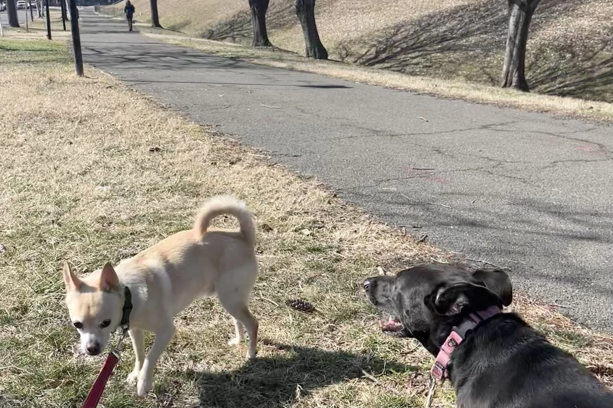 Small dogs walking beside a paved path with grass edges on both sides, showing an open, flexible walking environment with space to move off the path.