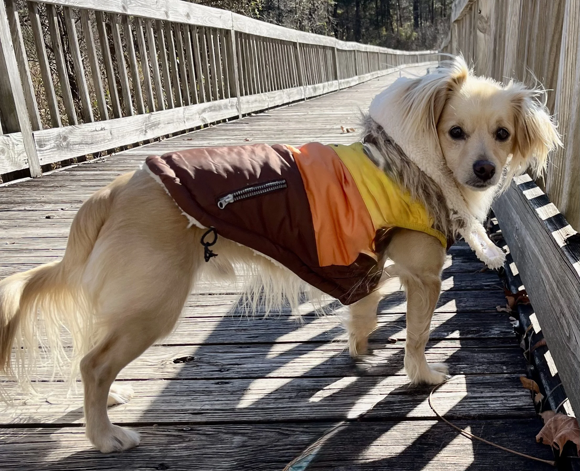 Small dog wearing a jacket standing on the wooden boardwalk at Augusta Natural Springs Wetlands in Virginia.