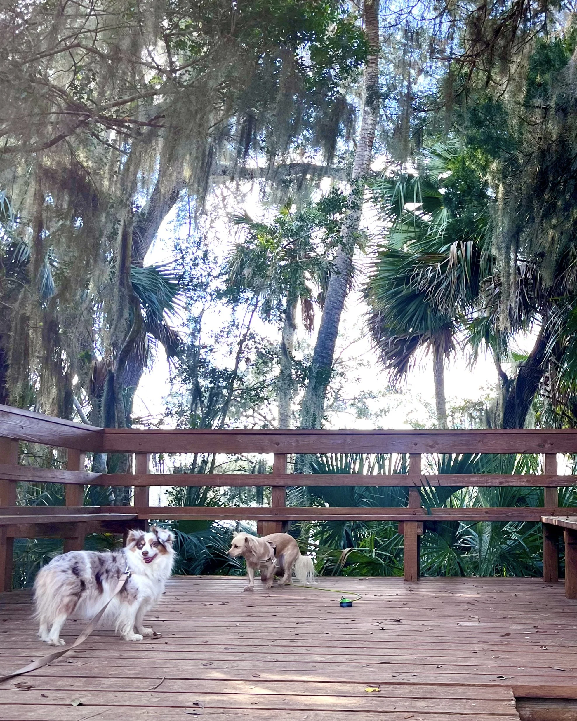 Two dogs standing on a wooden boardwalk surrounded by palm trees and hanging moss near near Washington Oaks Gardens State Park.