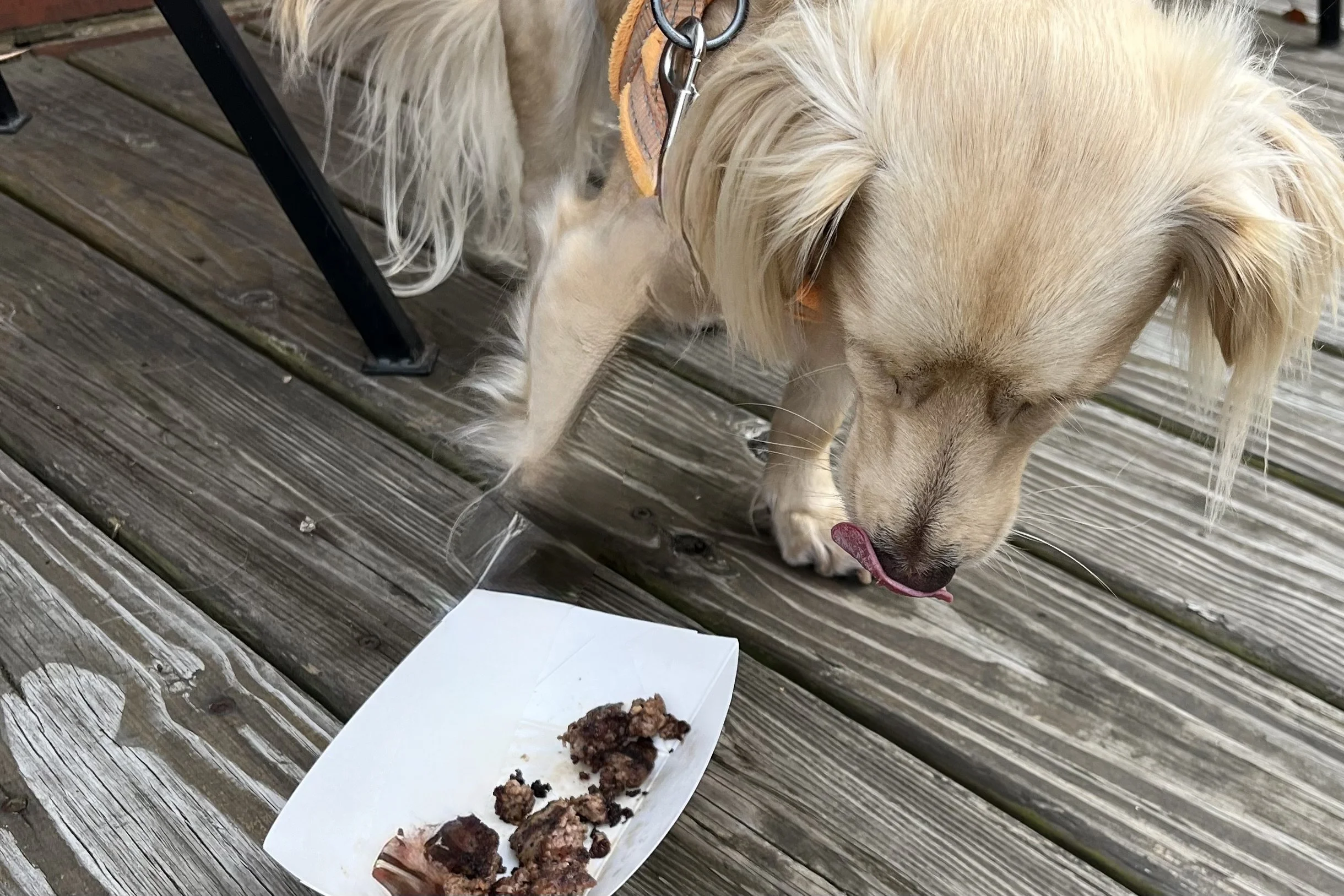 Small dog licking its lips after eating a treat on a dog-friendly restaurant patio in Charlottesville.