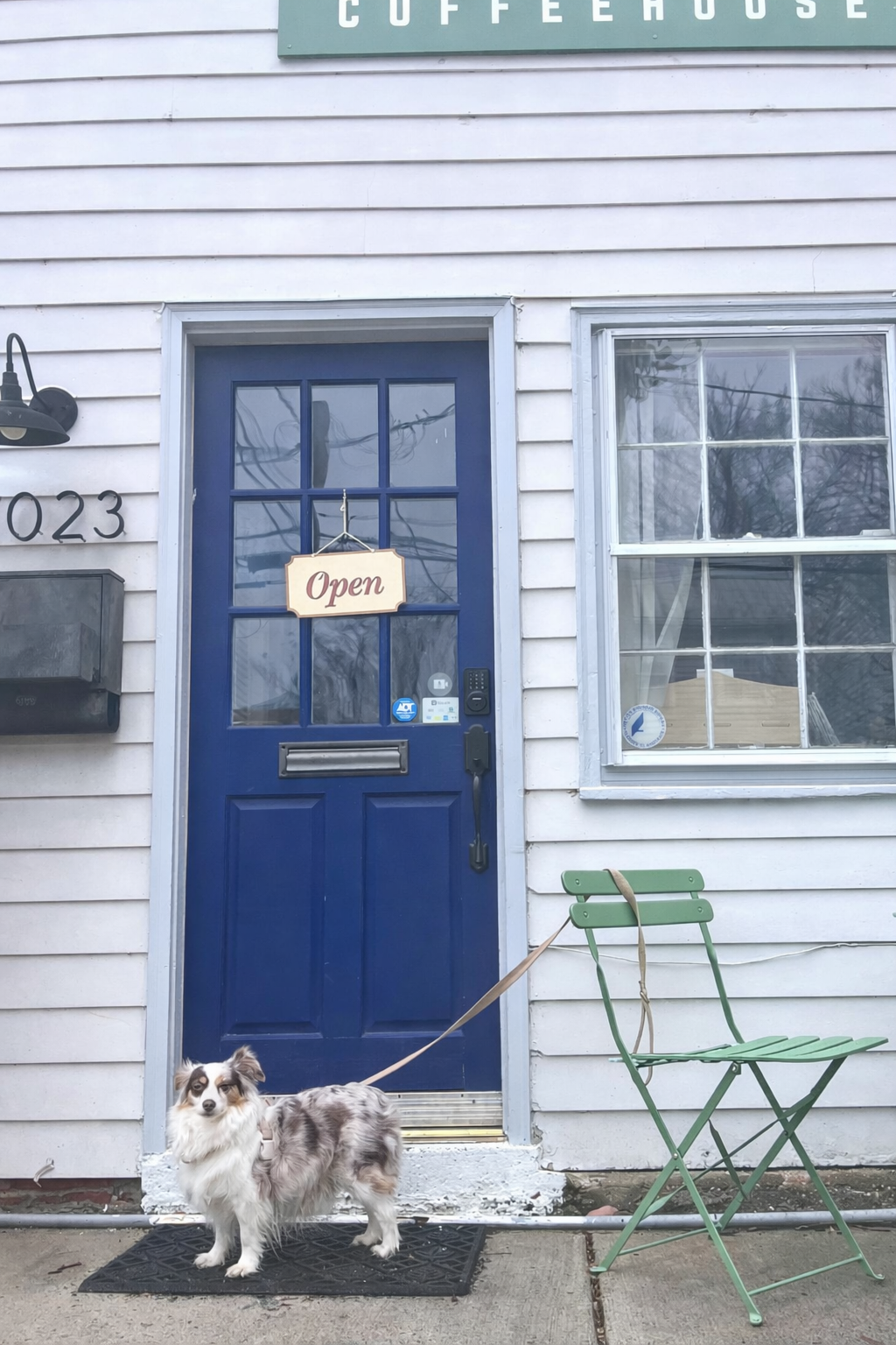 Small dog waiting outside a coffeehouse door in Old Town Alexandria during a neighborhood dog walk.