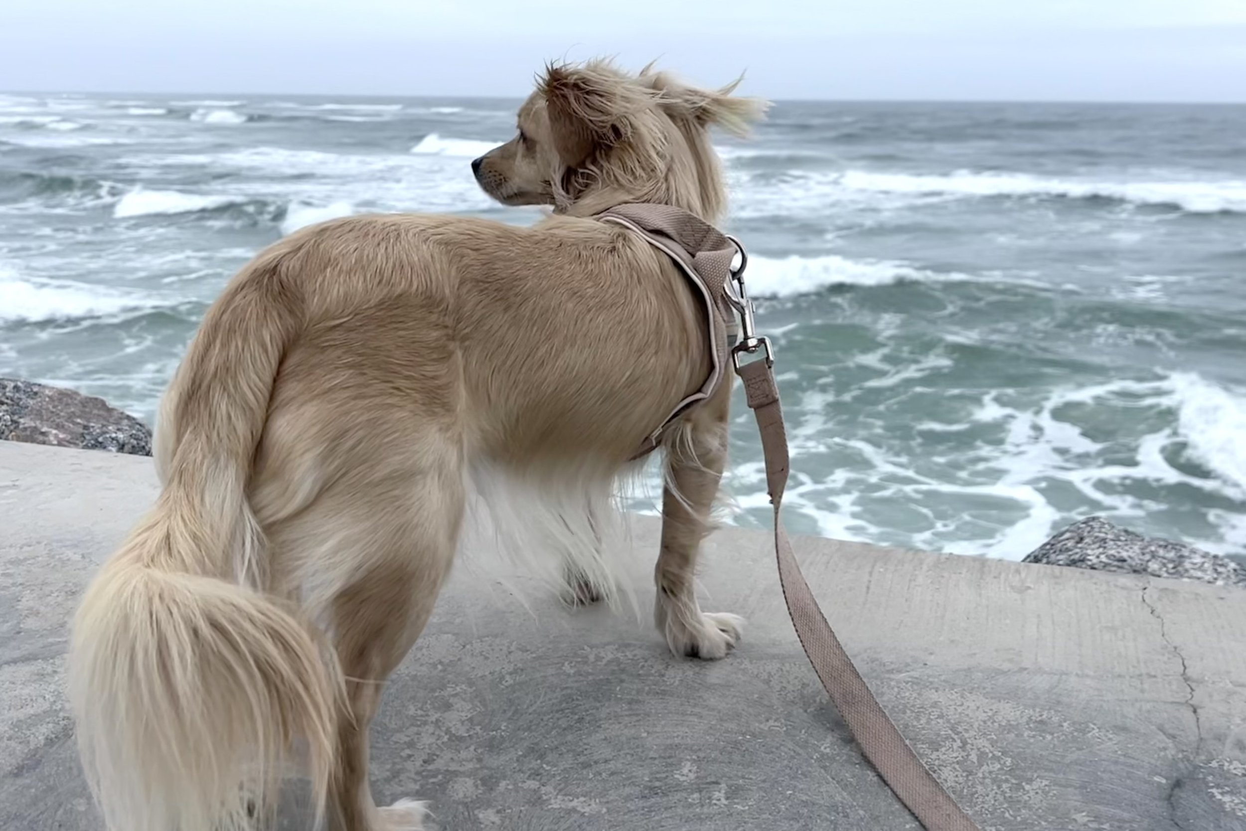 Archie standing beside the ocean, watching waves roll in during a peaceful dog-friendly day trip.