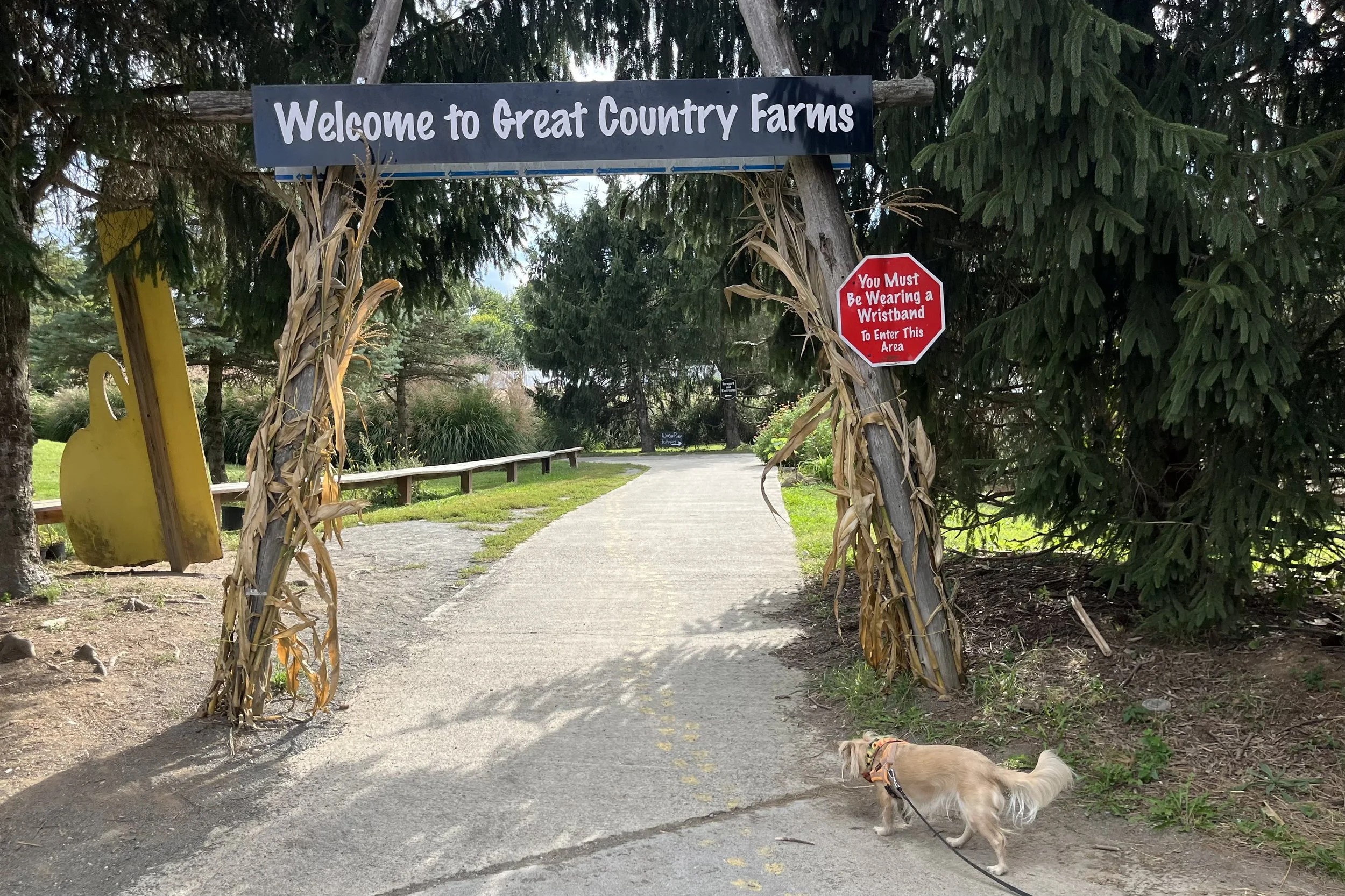 Archie walking beneath the Welcome to Great Country Farms entrance in Bluemont, Virginia.