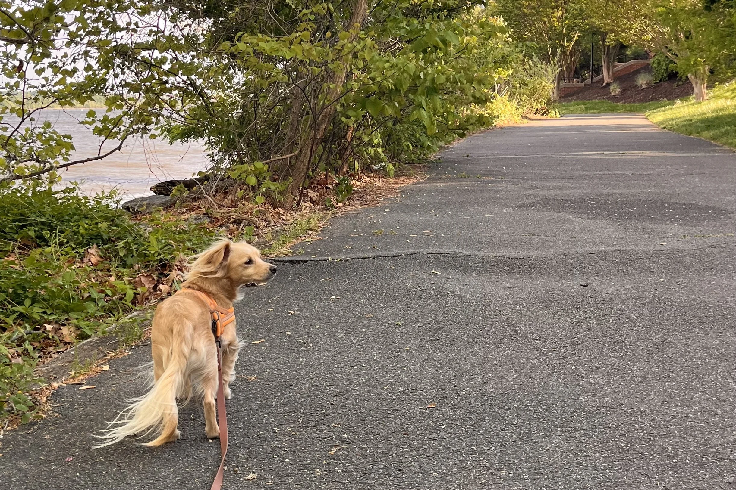 Wider waterfront path south of King Street with fewer people and more open walking space