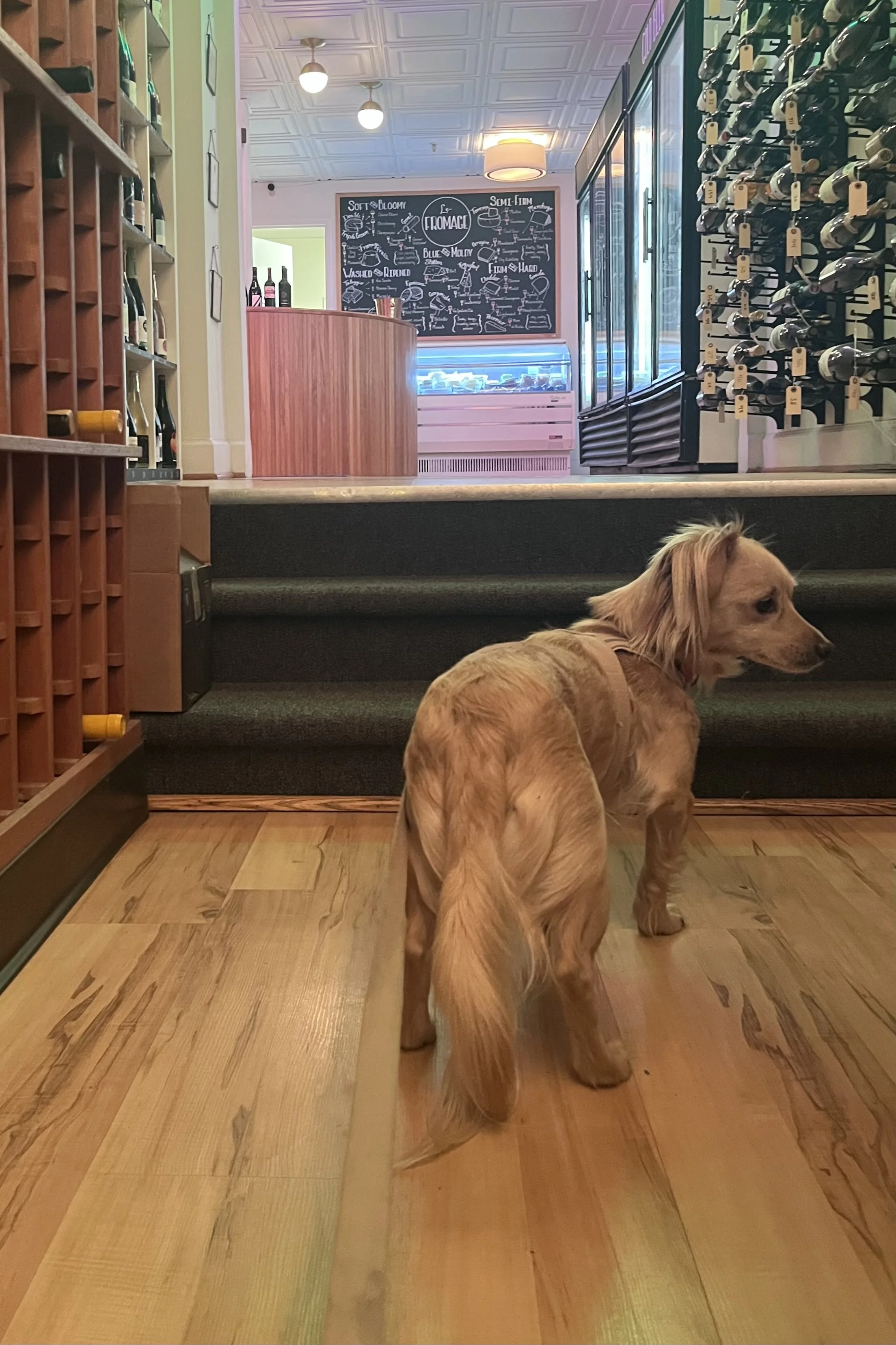 Archie standing inside a dog-friendly shop in Old Town Alexandria near wine displays and a short staircase.