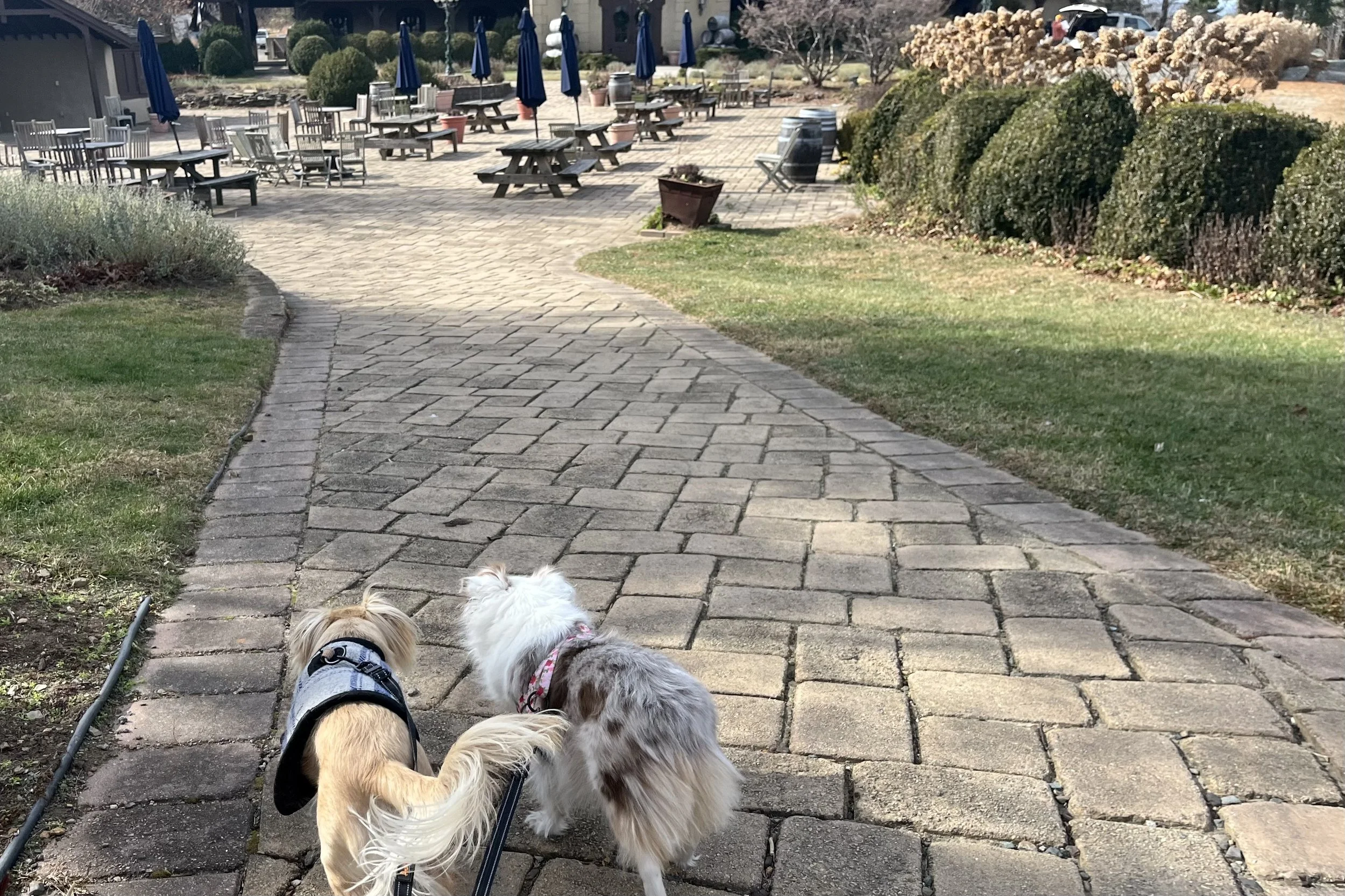 Two small dogs walking along the patio path at Chateau Morrisette Winery near Floyd, Virginia.