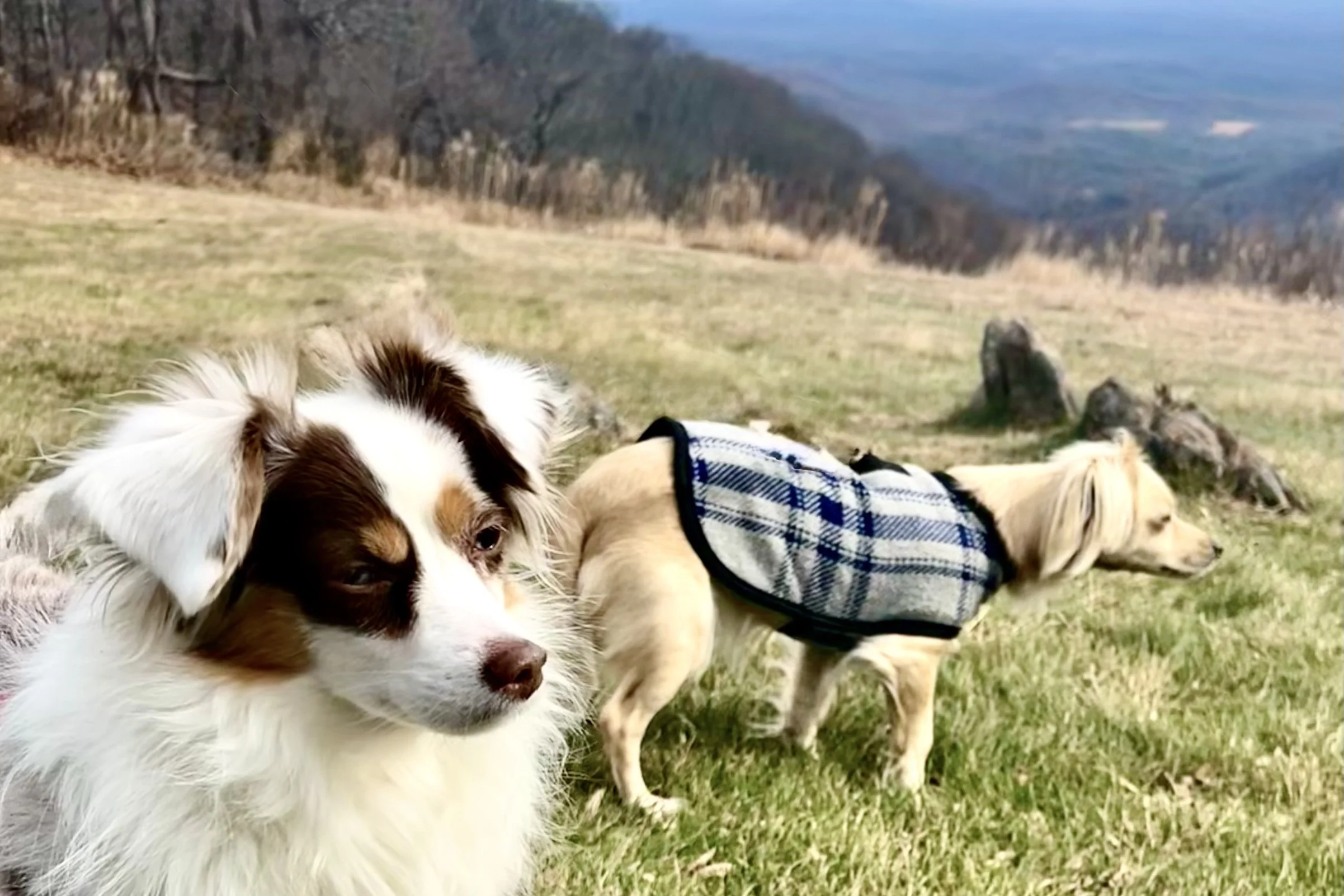 Two small dogs standing on a grassy Blue Ridge Mountain overlook near Floyd, Virginia.