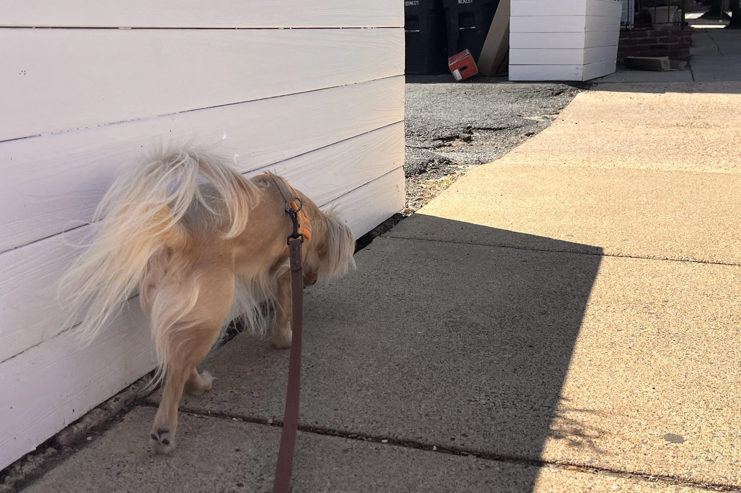 Small tan dog walking beside a white wall used as a visual barrier along a sidewalk.