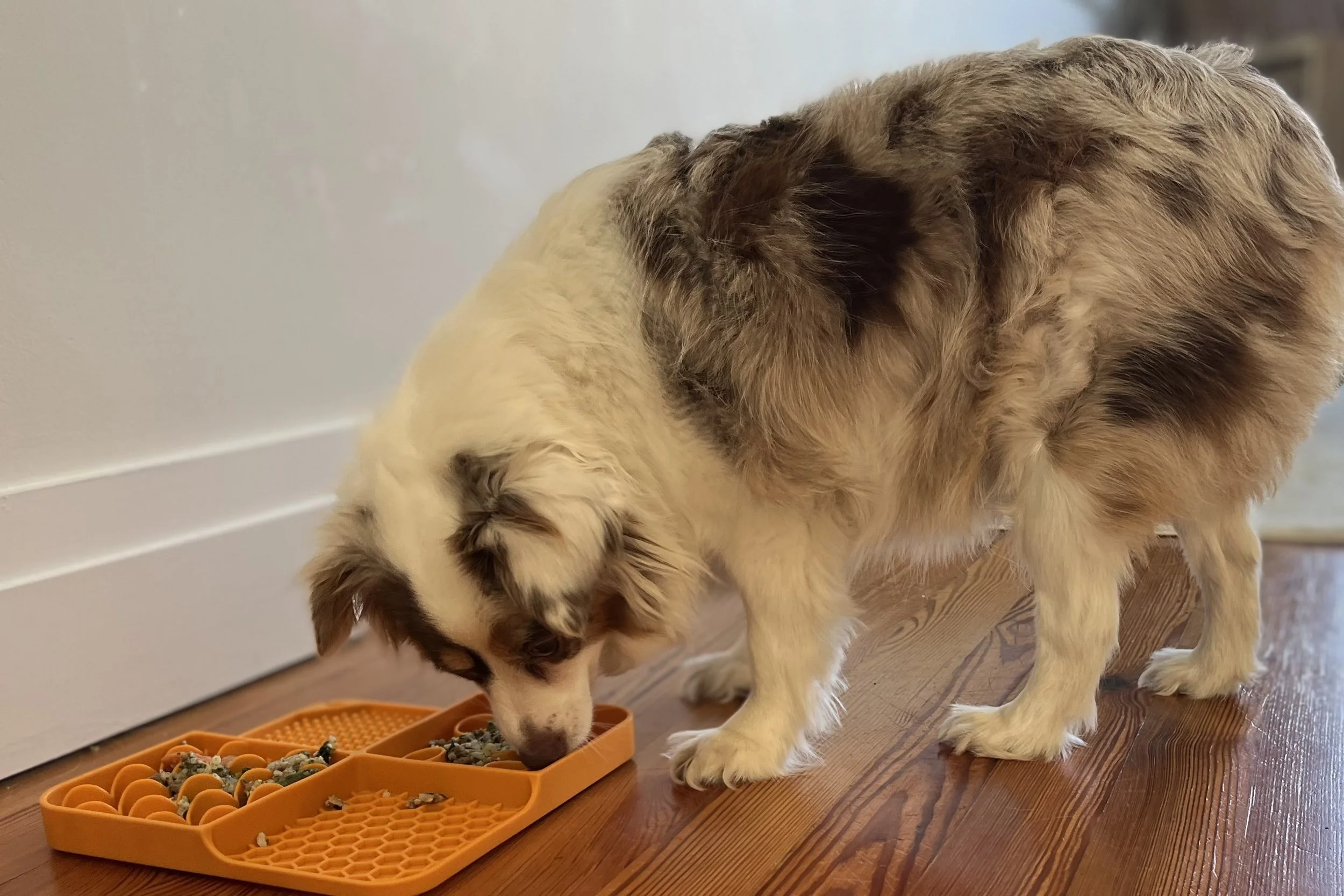 Saydie eating from an orange lick mat on the kitchen floor.”