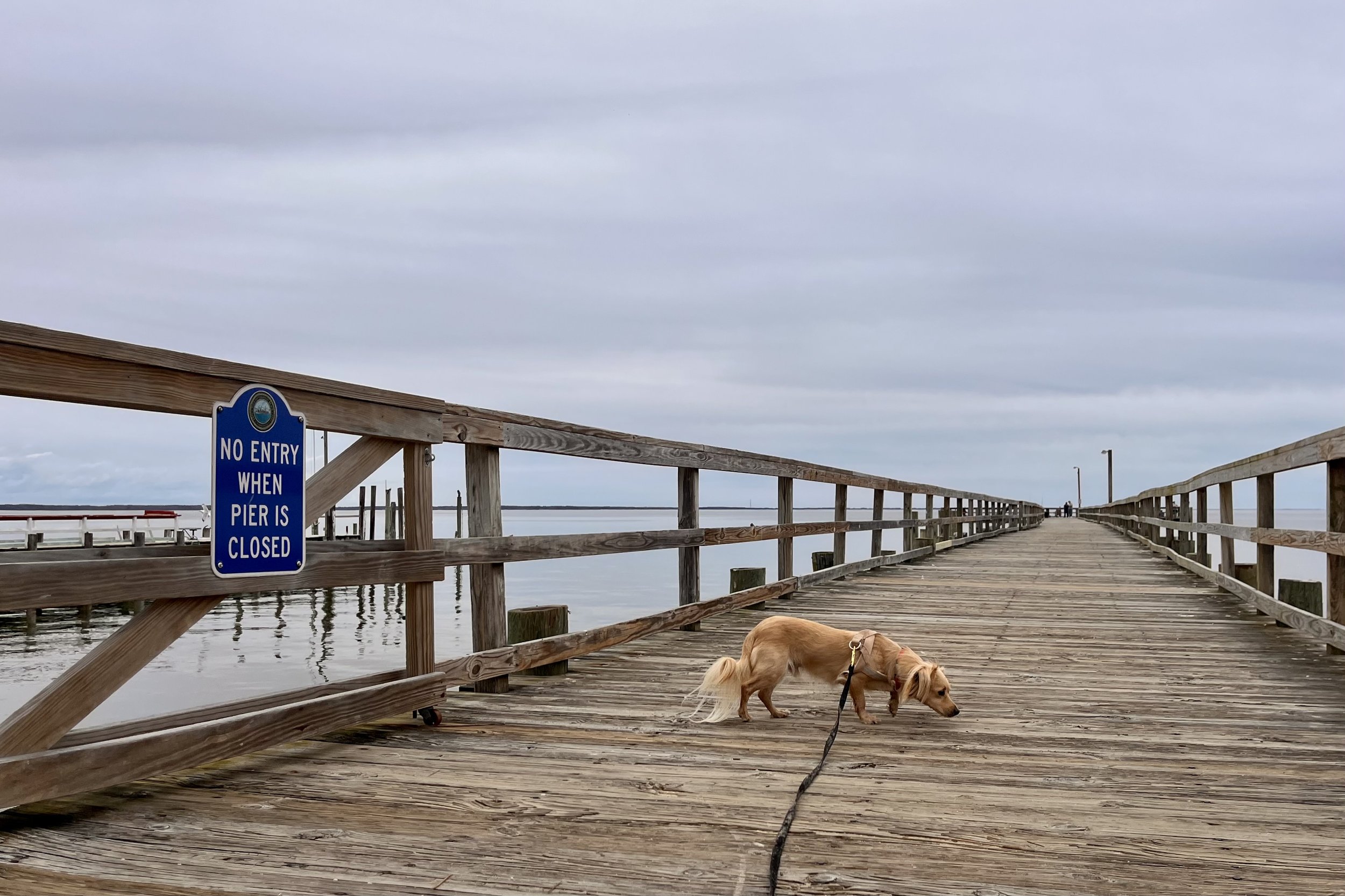 Archie walking along the long wooden public fishing pier at Colonial Beach overlooking the calm Potomac River.