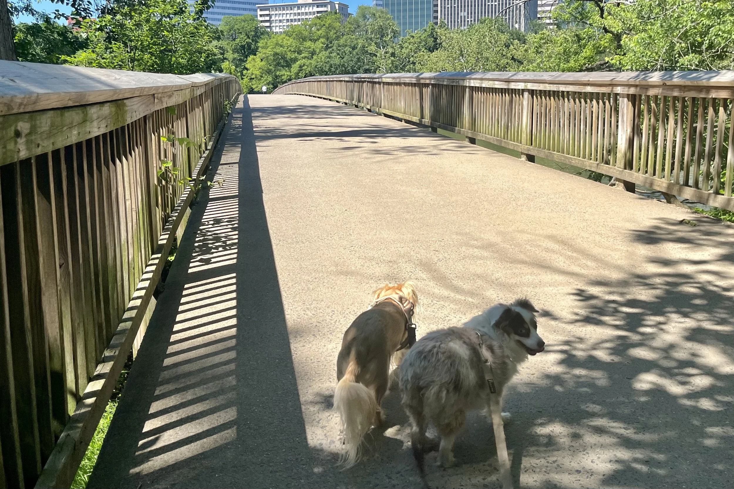 Archie and Saydie walking across the footbridge to Theodore Roosevelt Island with the Rosslyn skyline in the background.