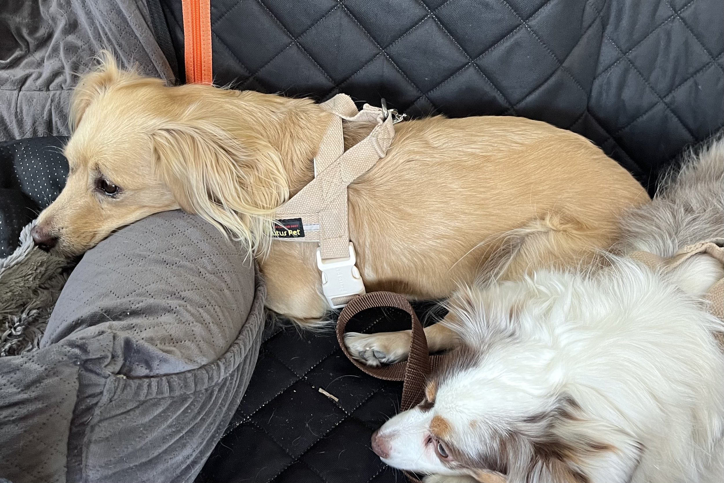 Archie and Saydie resting comfortably on the back seat during a road trip with a booster seat, harnesses, and car seat cover.