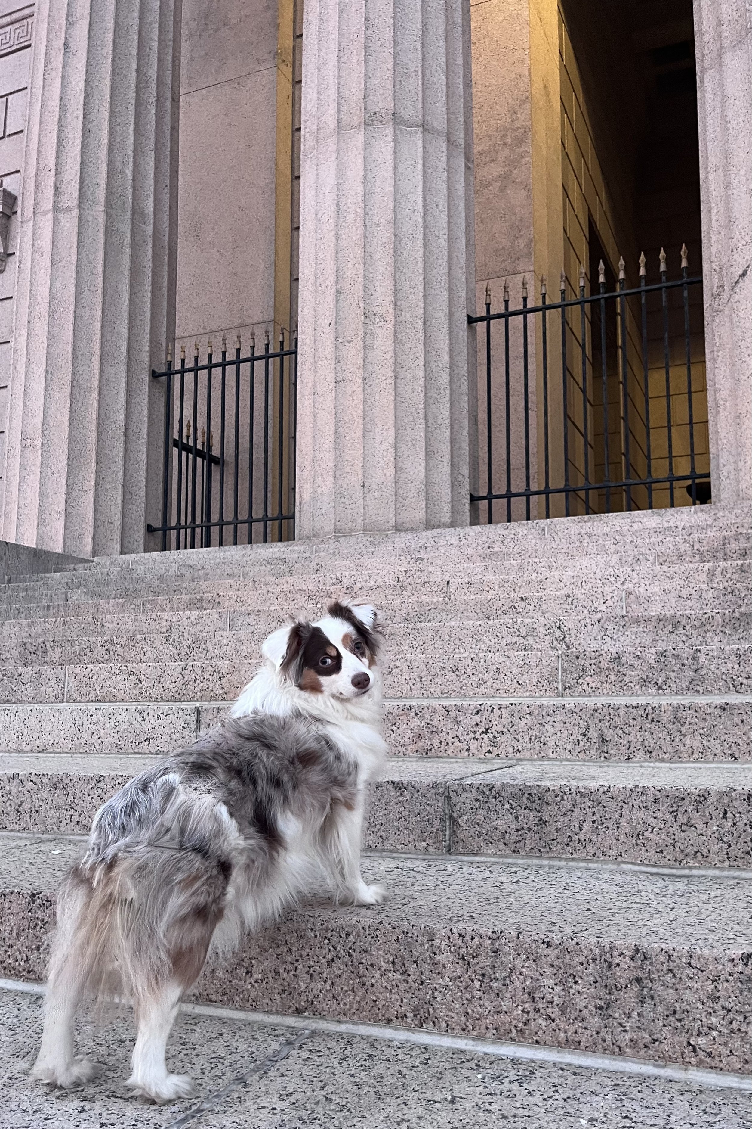 Small dog standing on the granite steps of the George Washington Masonic Memorial in Alexandria, Virginia.