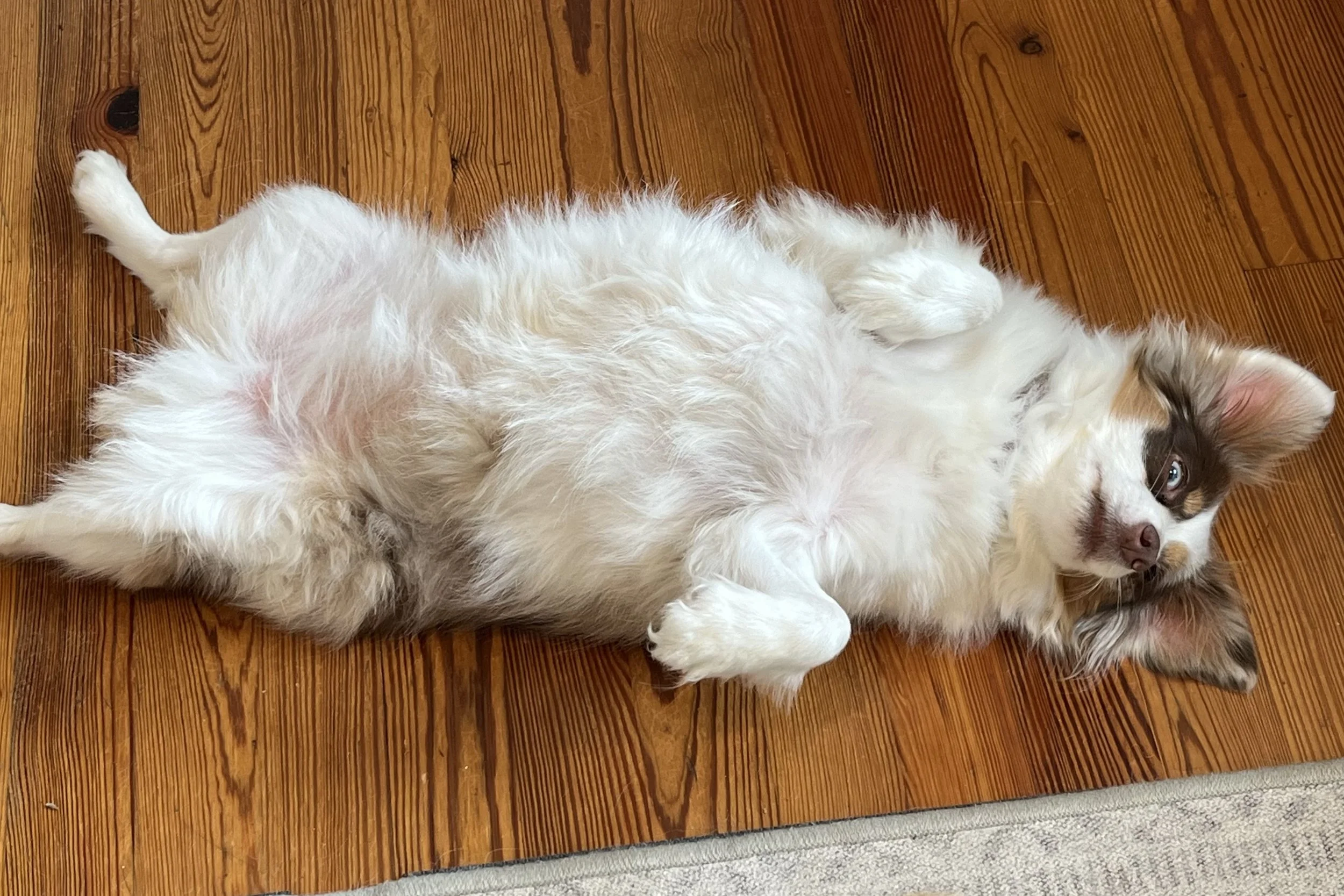 Small dog lying belly-up on a hardwood floor at home, showing relaxed posture and a regulated nervous system.