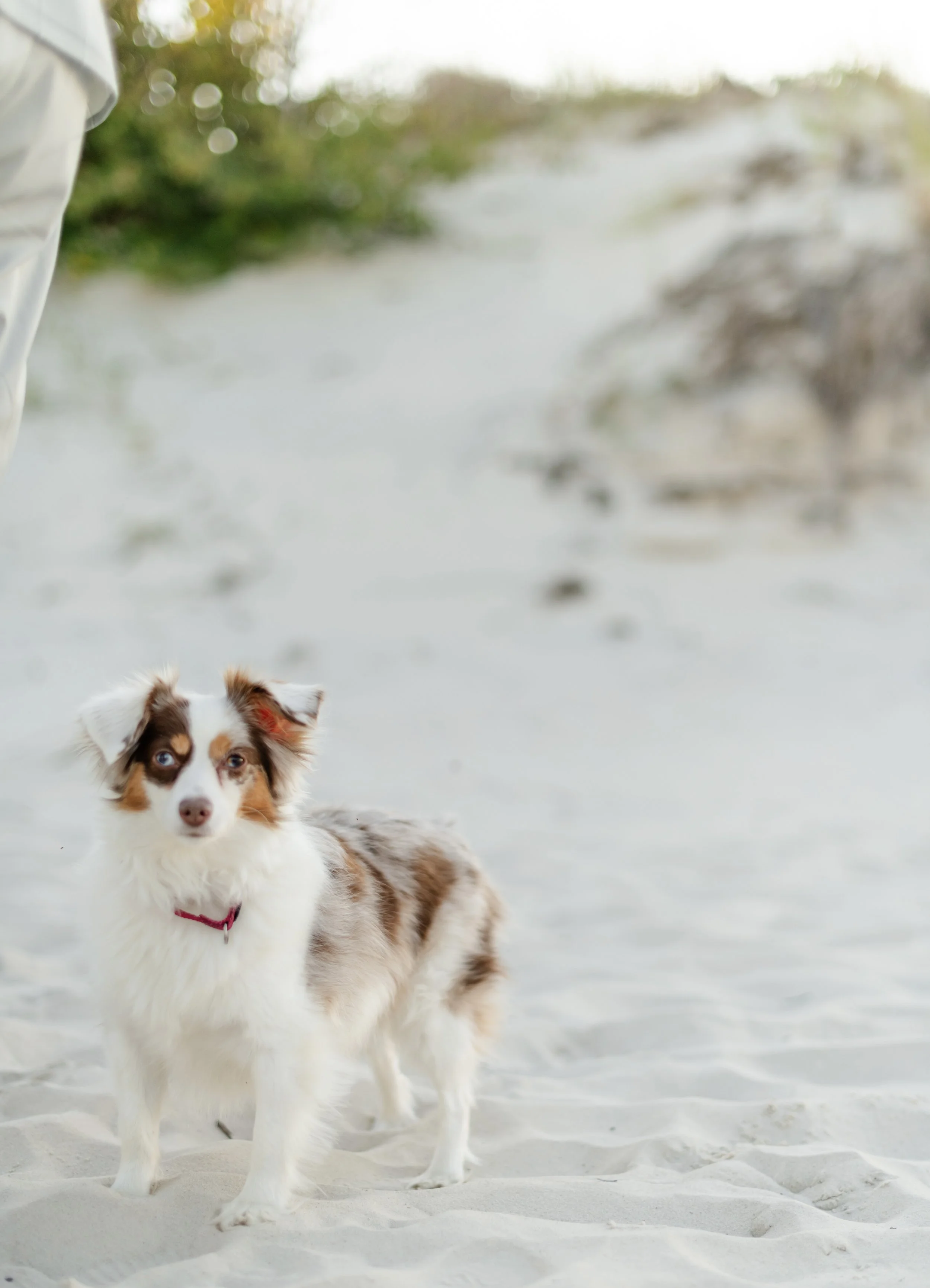 Small dog standing on pale sand near low dunes, facing the camera.
