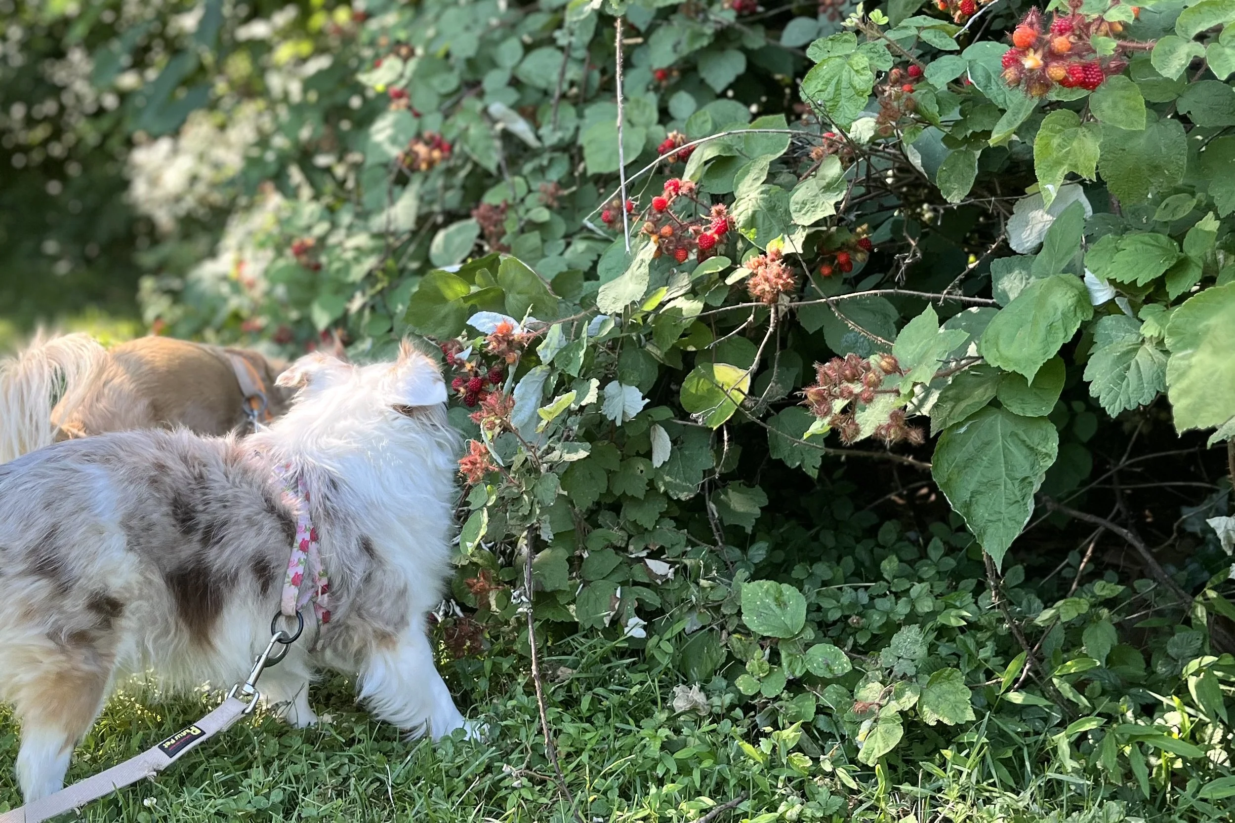 Archie and Saydie sniffing raspberry bushes covered with red berries near Fort Washington Park.