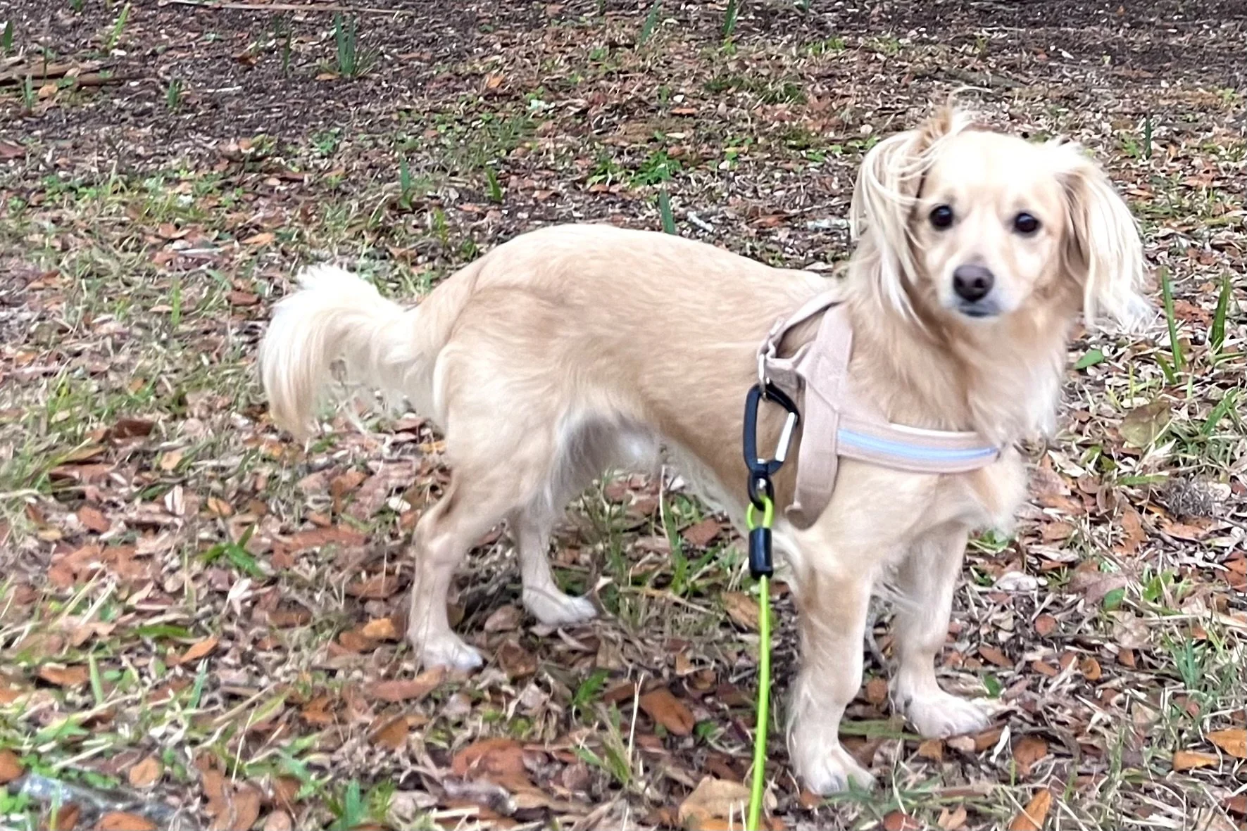 Small dog standing calmly on grass beneath oak trees at Lighthouse Park in St. Augustine with relaxed posture and leash.