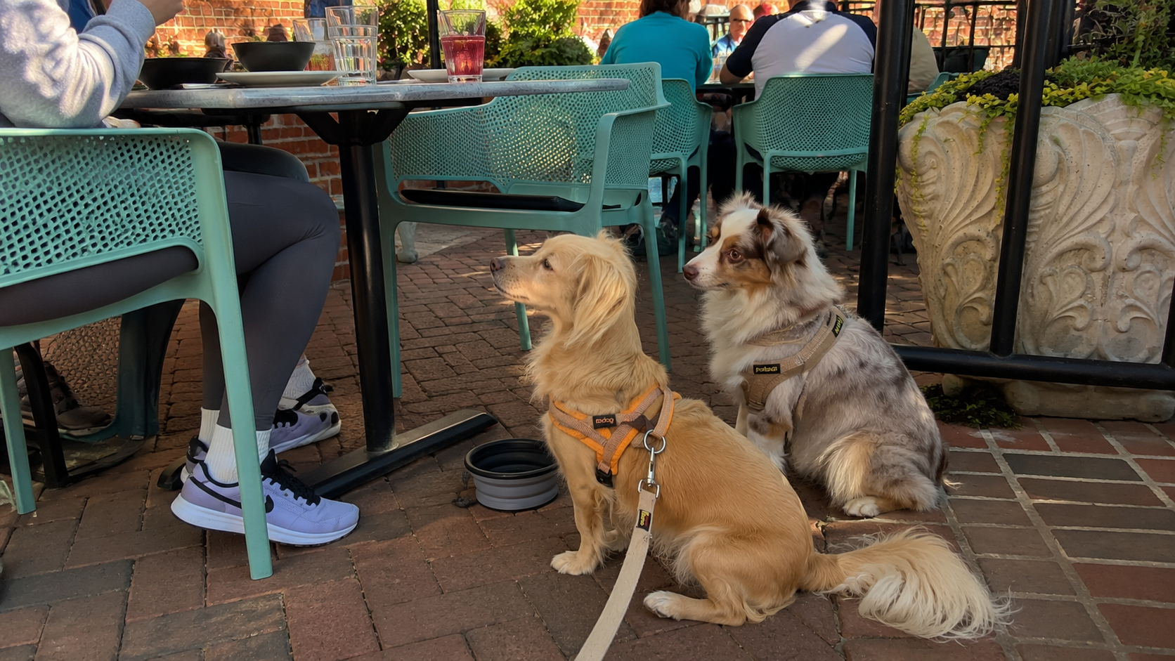 Two small dogs sit beside an outdoor dining table on a brick patio, with a collapsible water bowl nearby and restaurant diners in the background.