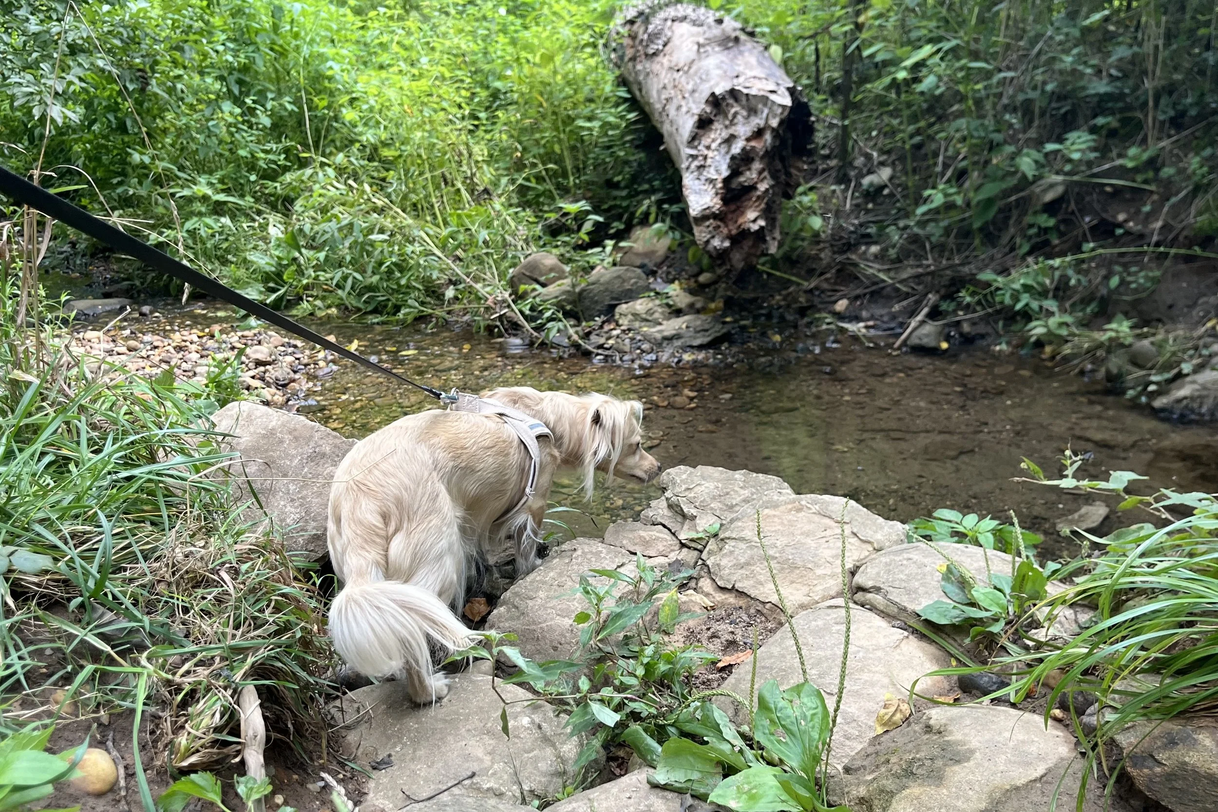 Archie standing on rocks beside a shallow woodland stream and fallen tree at Dumbarton Oaks Park in Washington, DC.