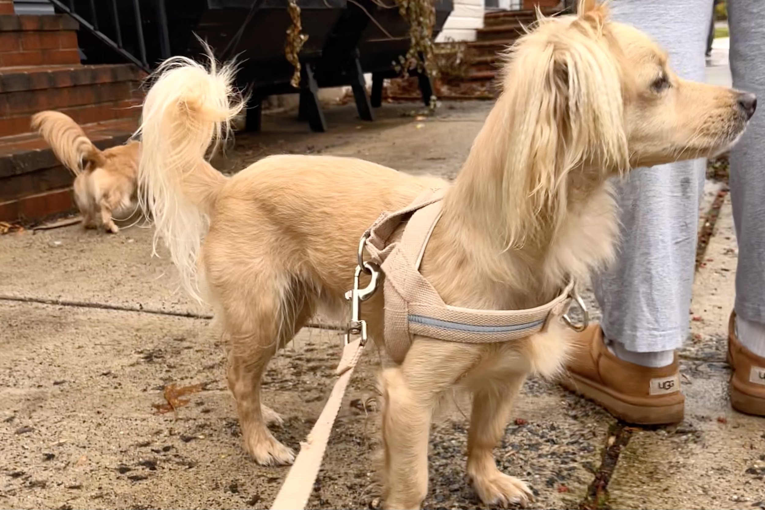 Small dog standing alert on a sidewalk in Old Town Alexandria, pausing to observe surroundings during a walk