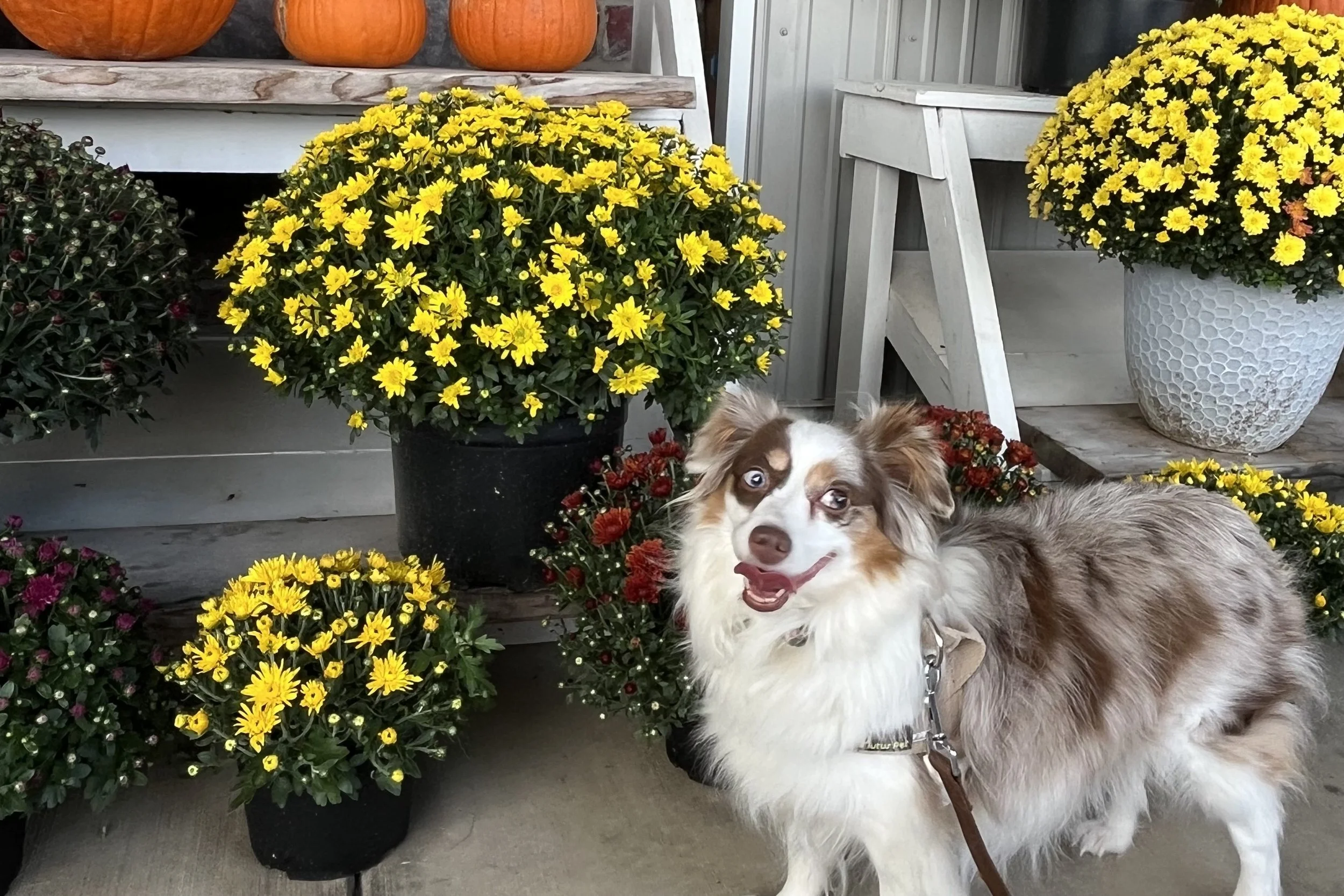 Saydie beside pumpkins and colorful mums outside West Oaks Farm Market in Winchester, Virginia.