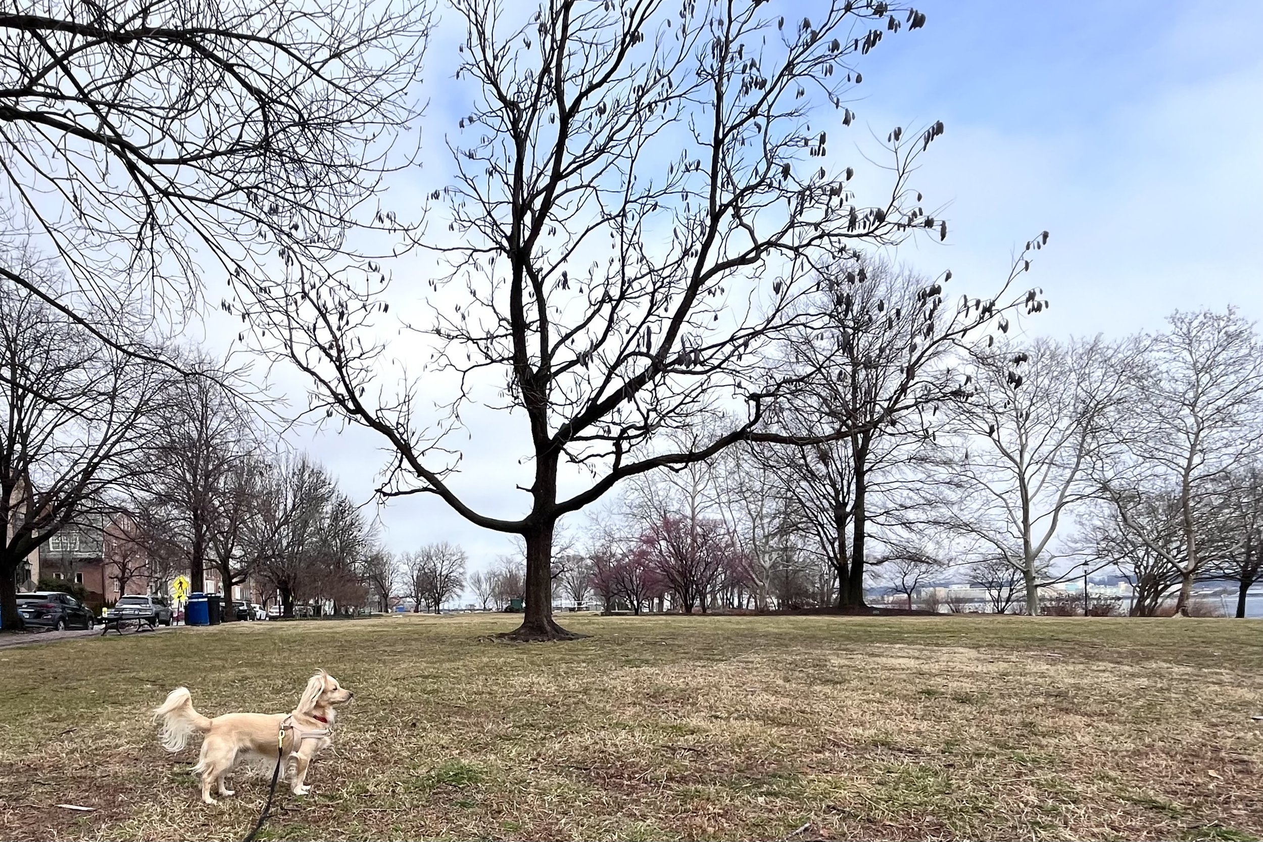 Small dog standing on open grass in Old Town Alexandria with wide waterfront views, trees, and minimal crowding.