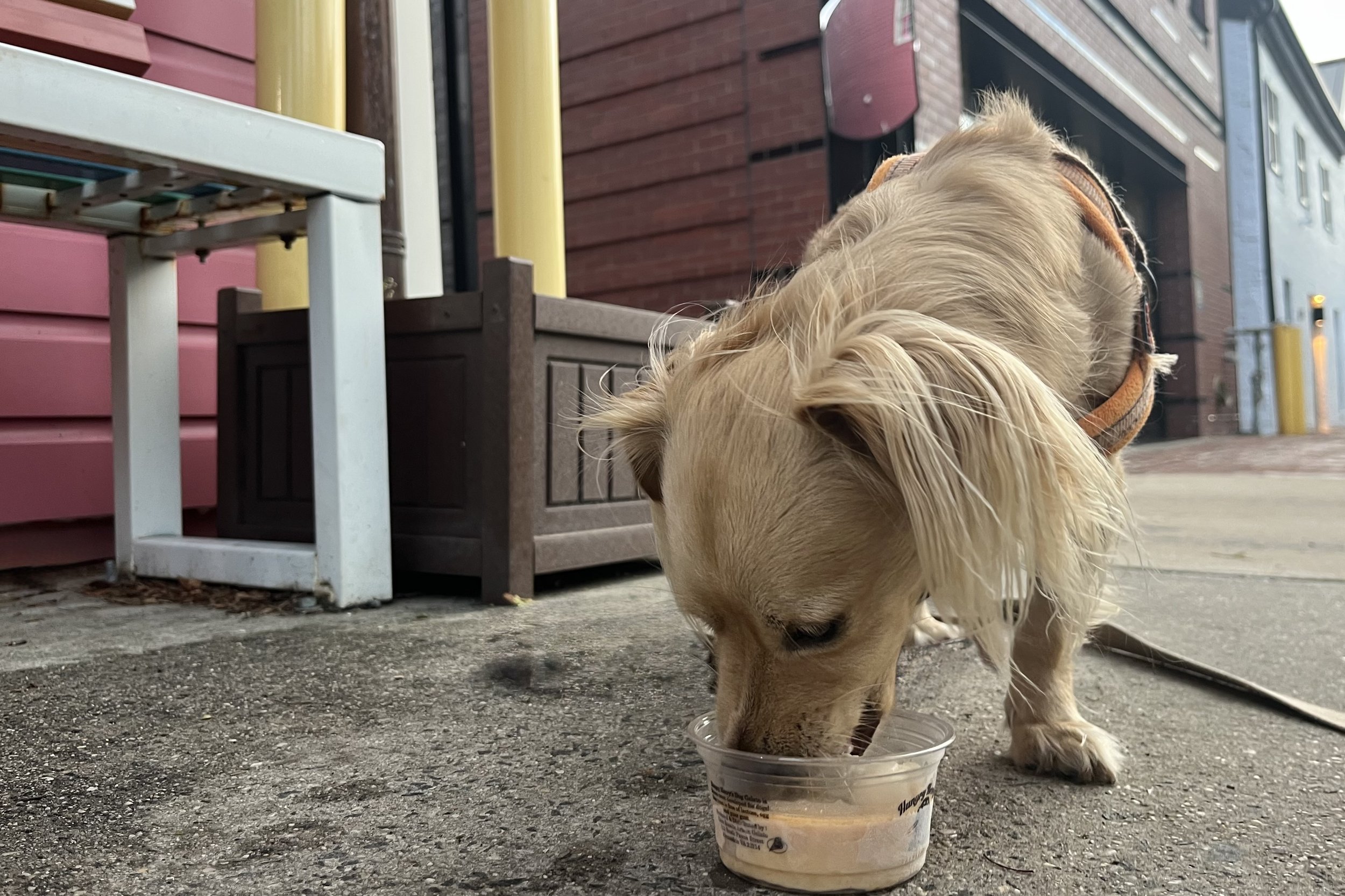 Small tan dog eating a frozen treat while sitting on a sidewalk during a warm summer evening in Old Town Alexandria.