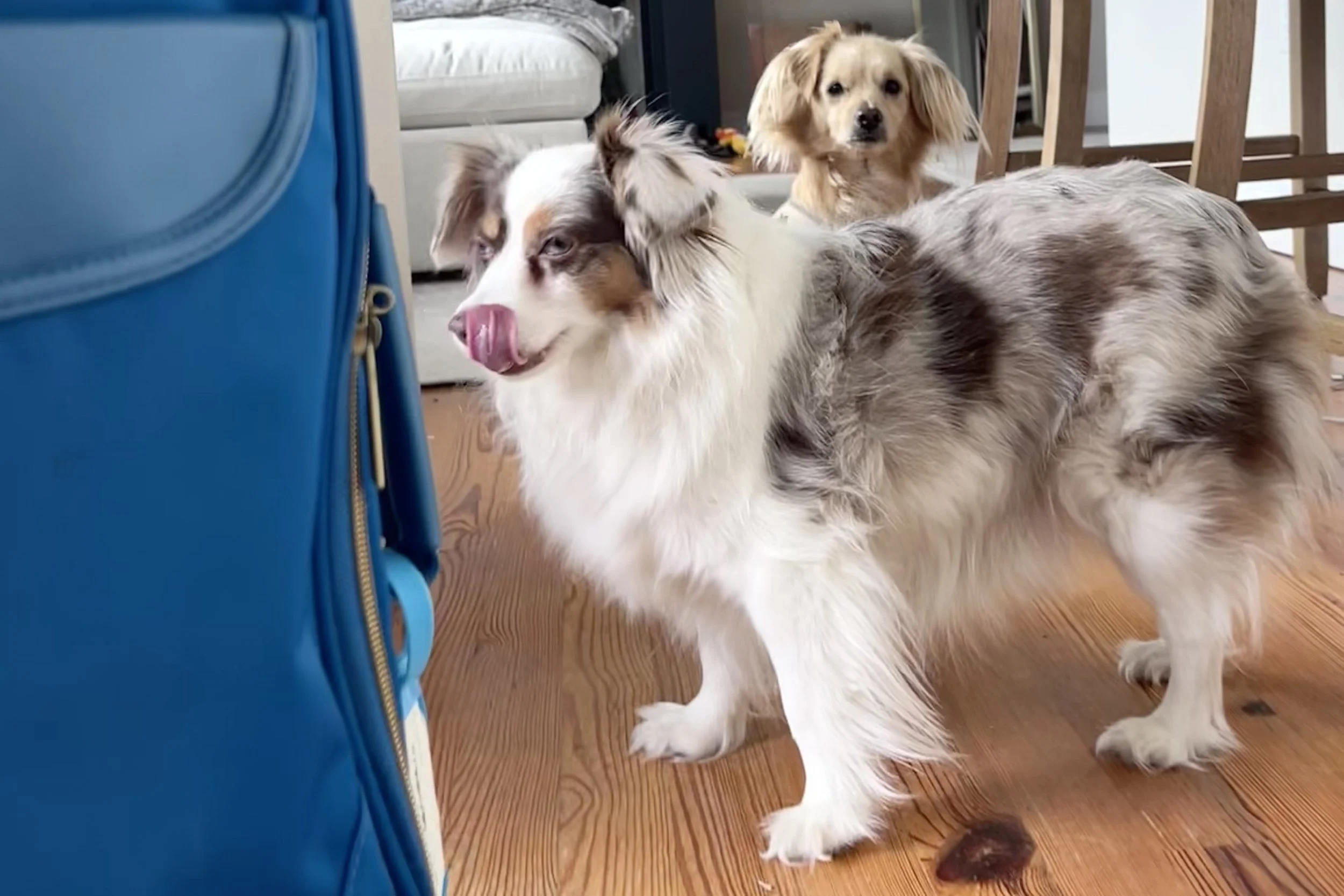 Two small dogs standing near a blue suitcase on a wooden floor, watching it closely as if anticipating a trip.