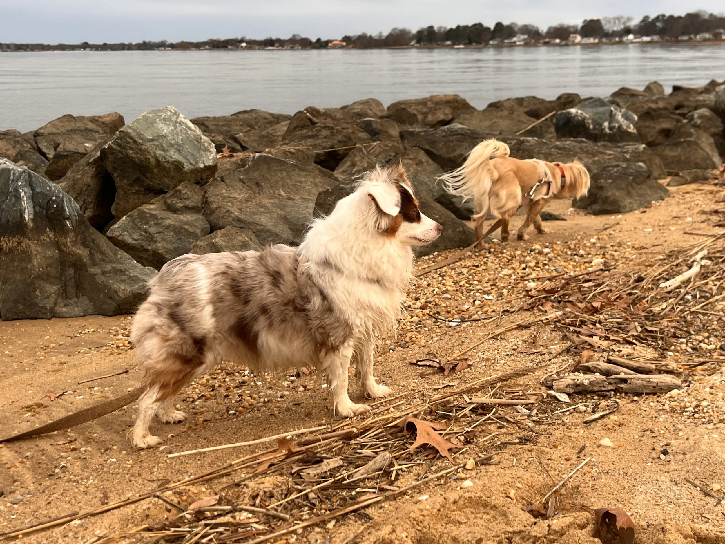 Two small dogs exploring a rocky shoreline beside the Potomac River, with one watching the water while the other investigates the beach.