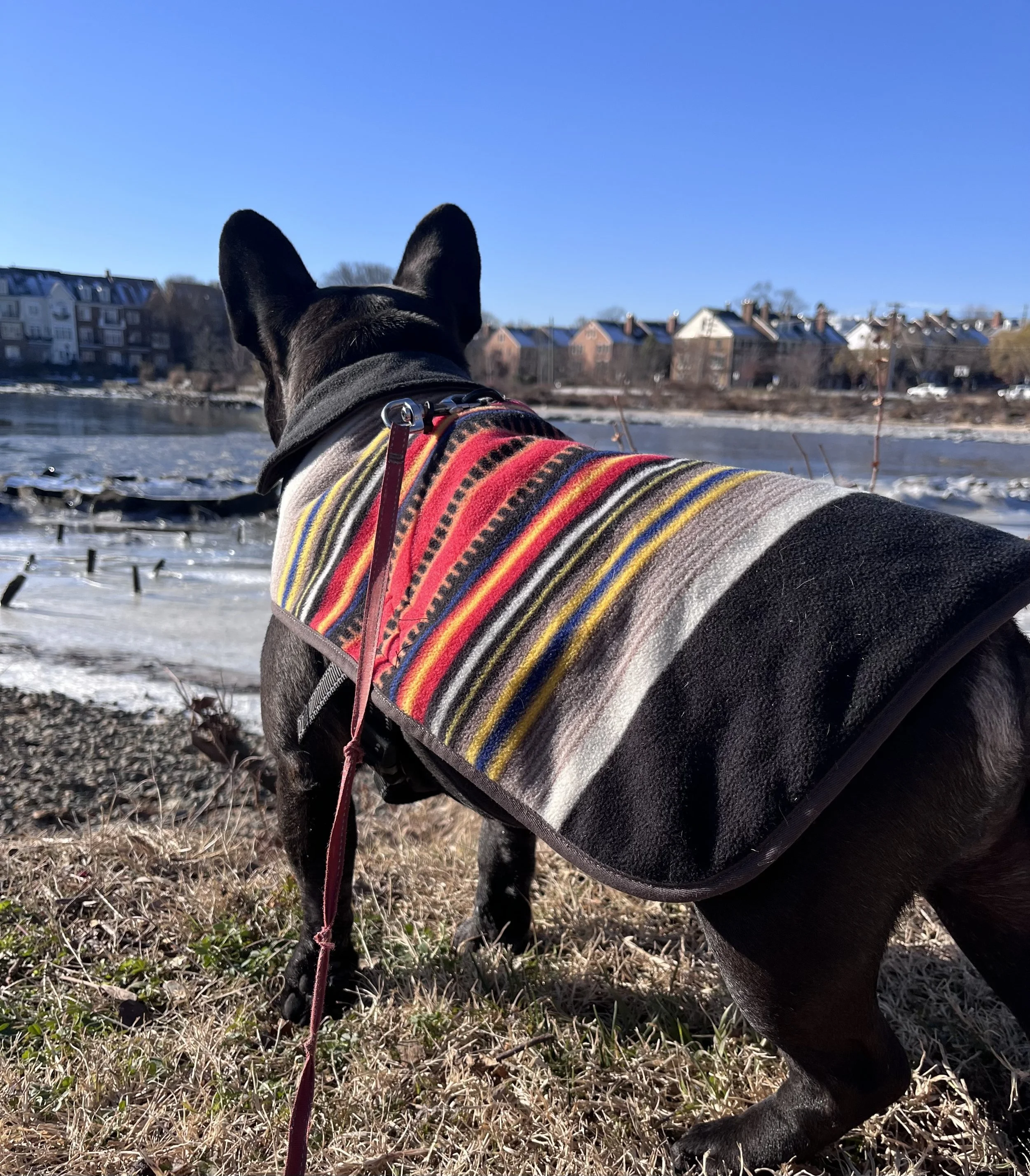 A dog wearing a jacket standing along the Potomac River in Old Town Alexandria, looking out across the water.