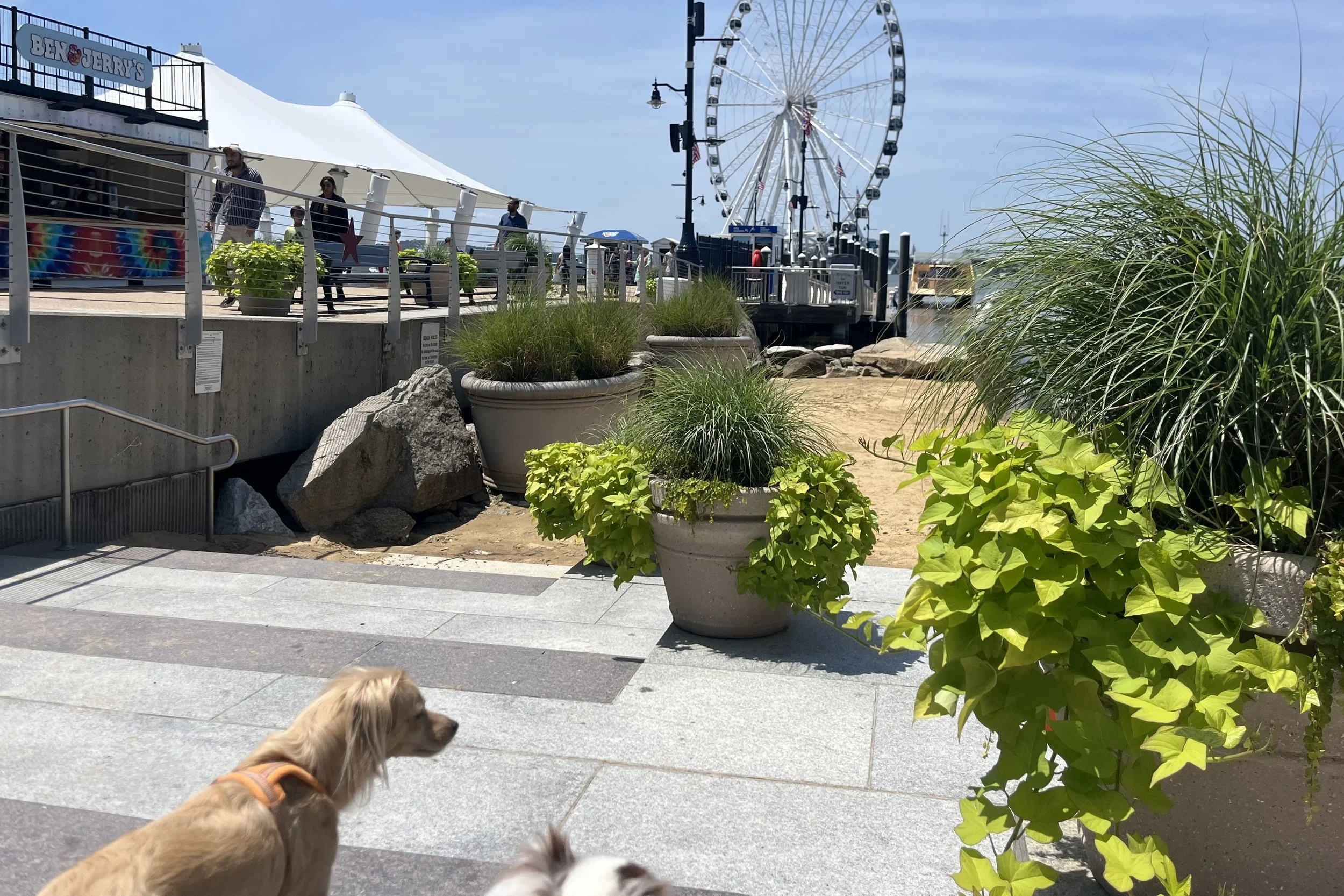 Archie and Saydie walking along the National Harbor waterfront with the Capital Wheel and marina in the background.