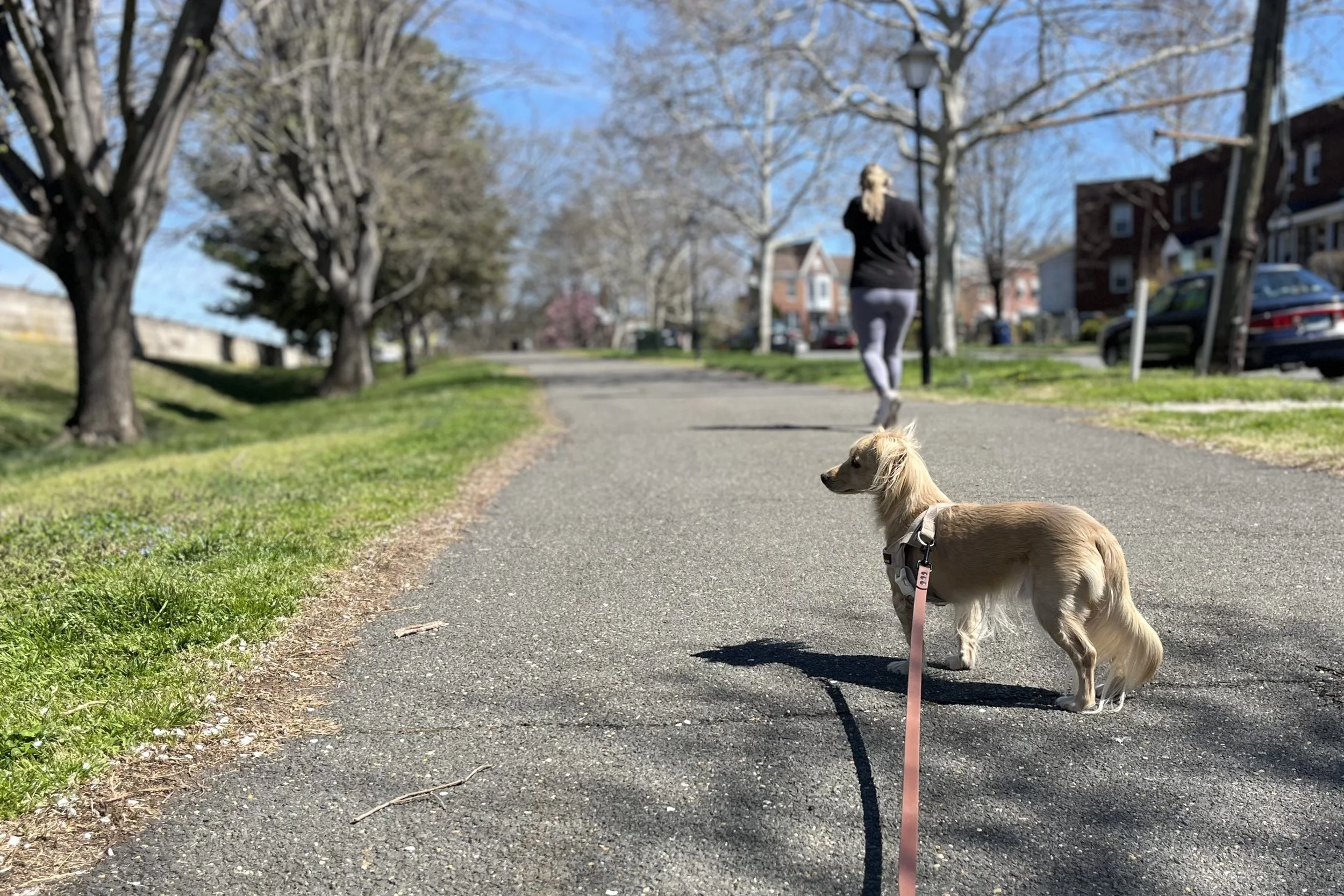 Small dog paused on a wide paved path with grass edges, looking ahead in a calm, open walking environment