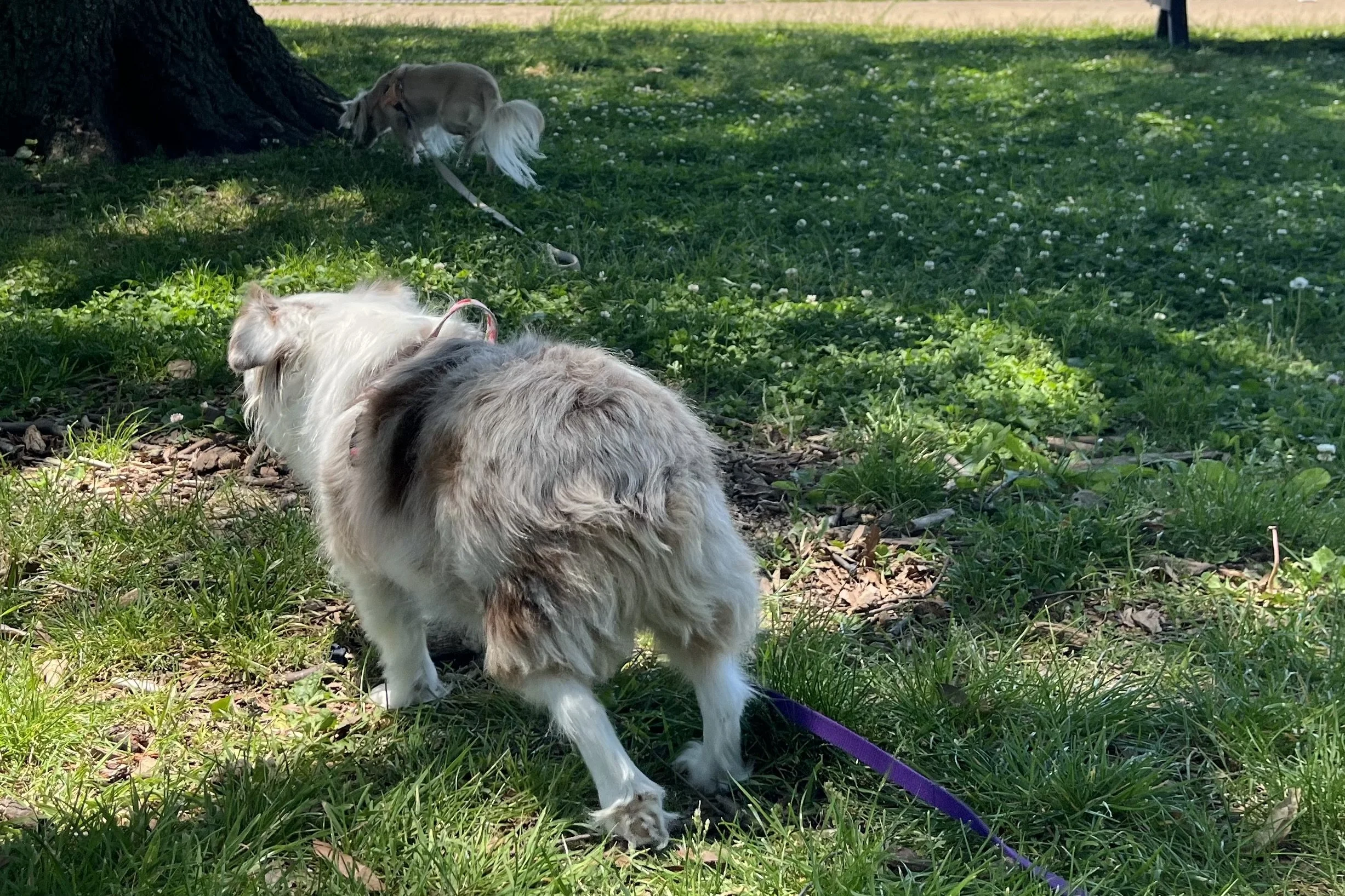 Two small dogs exploring and sniffing a grassy unfamiliar outdoor area during a travel outing.