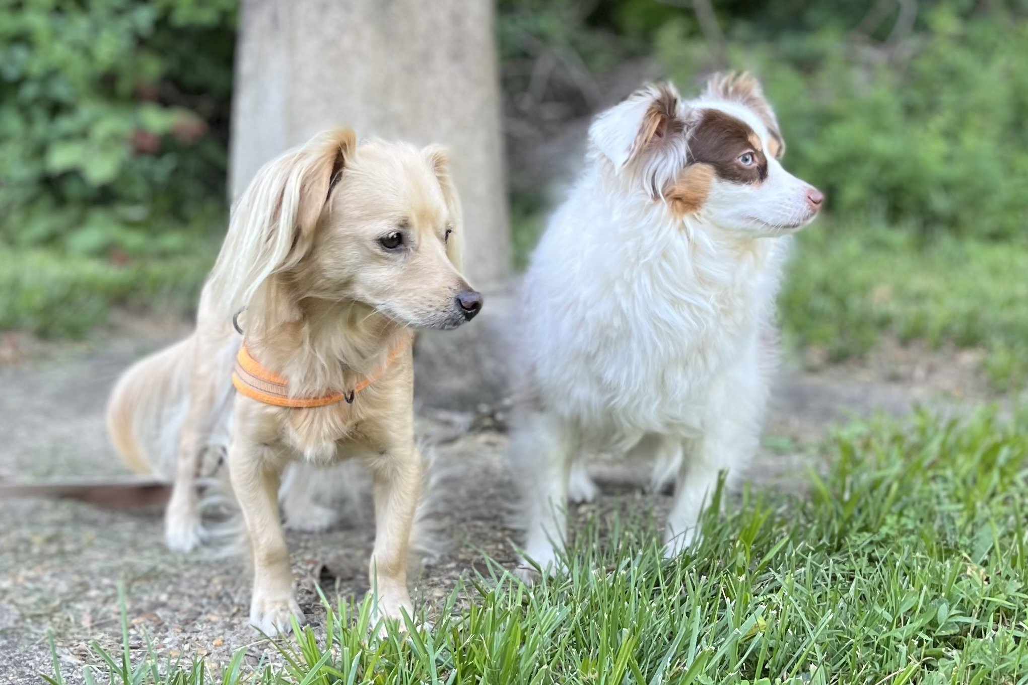 Archie and Saydie standing quietly together during a dog-friendly outing, watching their surroundings before heading home.