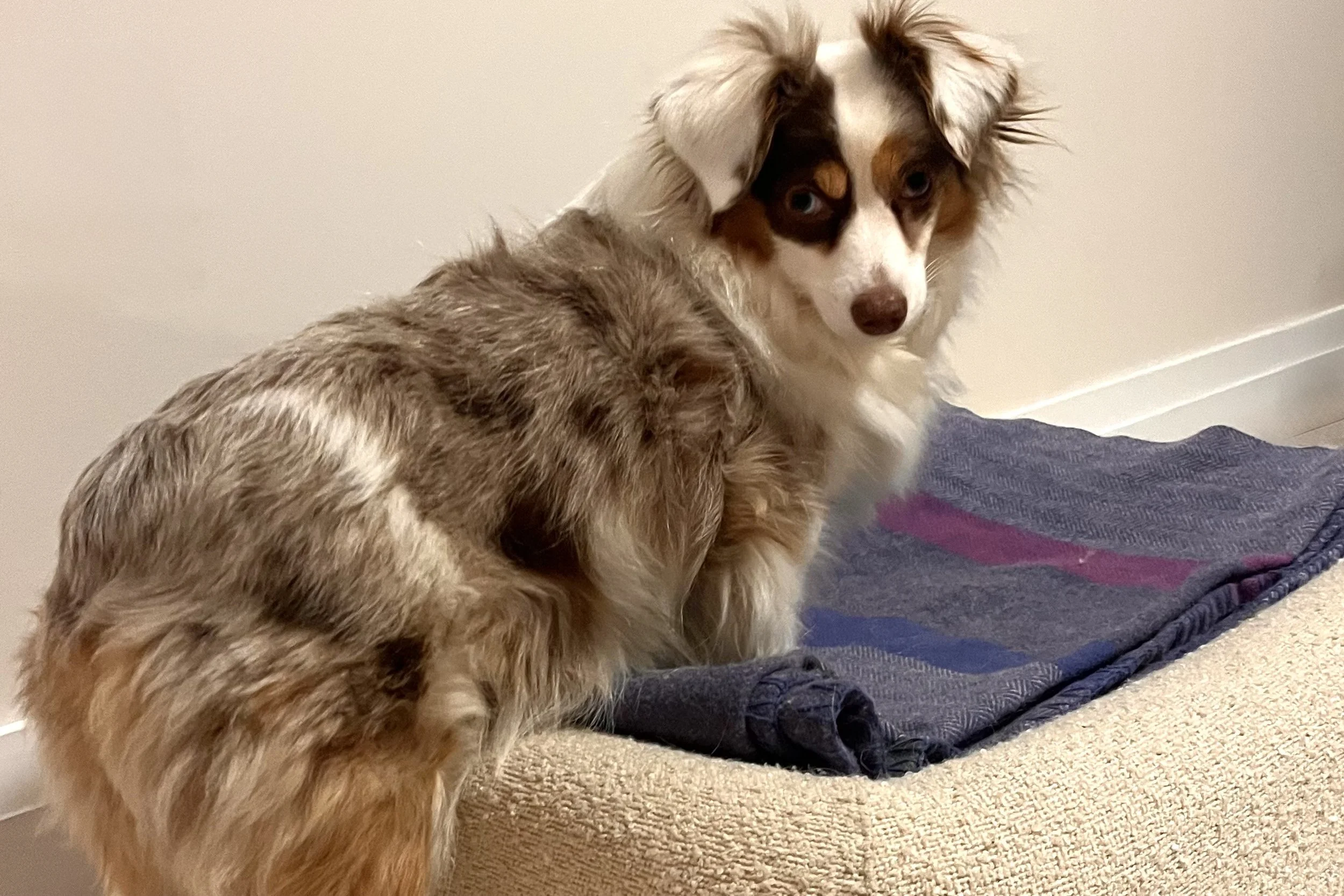 Small dog in a new place standing on a couch next to a blanket, looking unsettled and alert