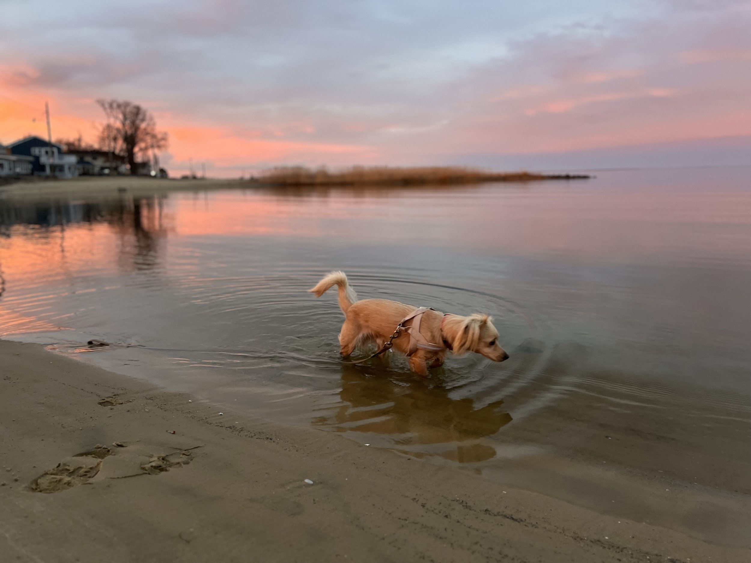 Small dog walking along the sandy shoreline at Colonial Beach Virginia.