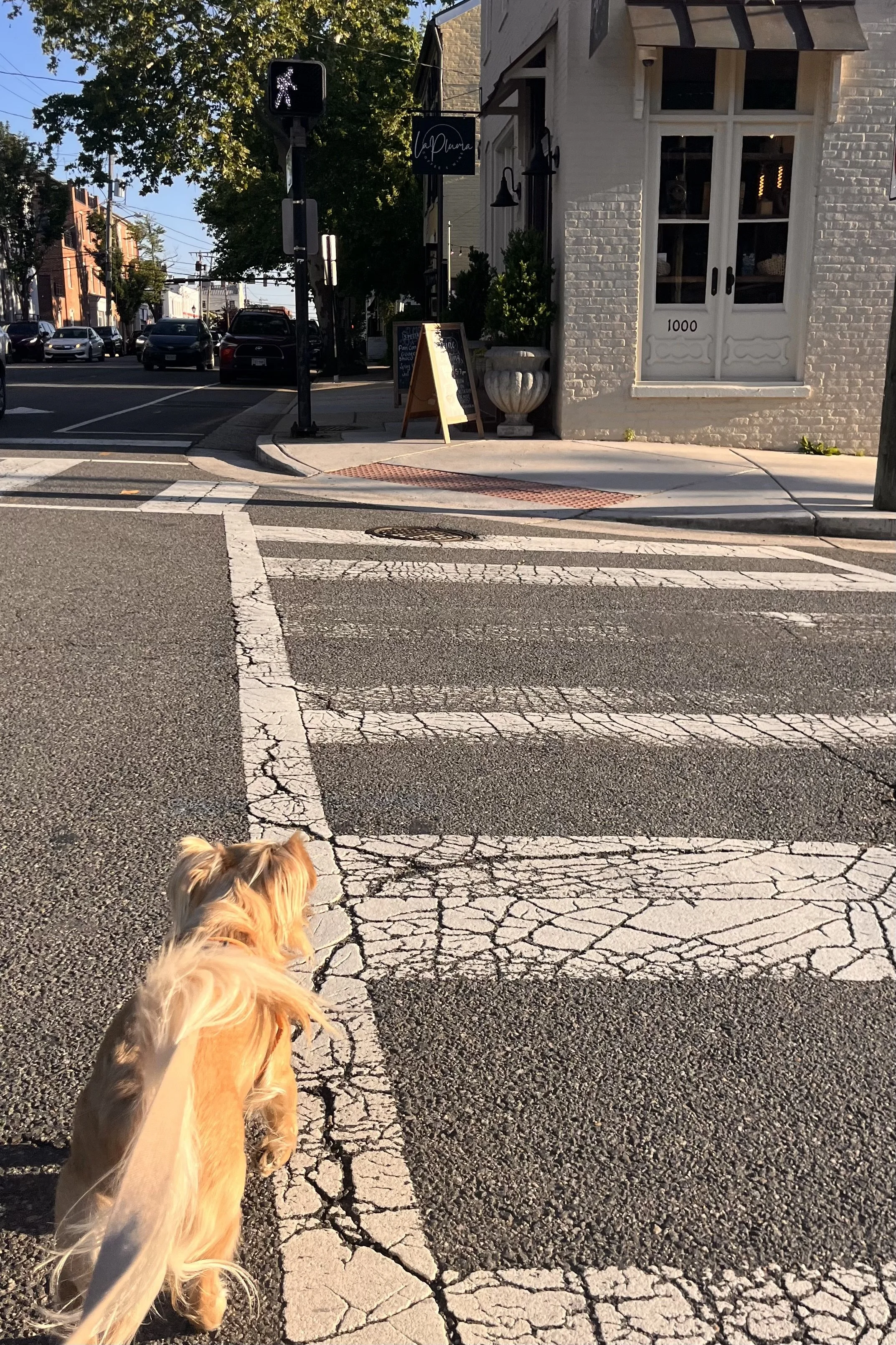 Small dog crossing a quiet Old Town Alexandria street near La Pluma during golden hour.