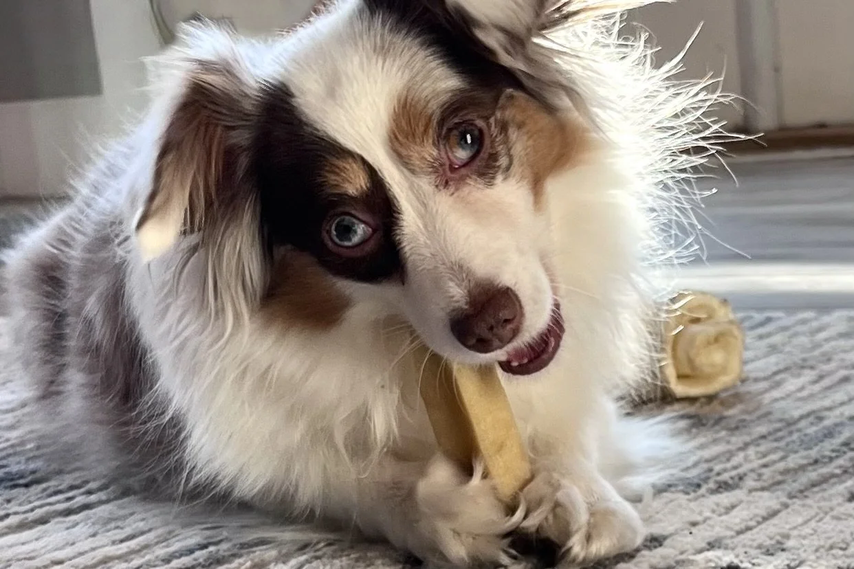 Small dog chewing a long-lasting treat while relaxing indoors, helping reduce alertness in a new environment during travel.