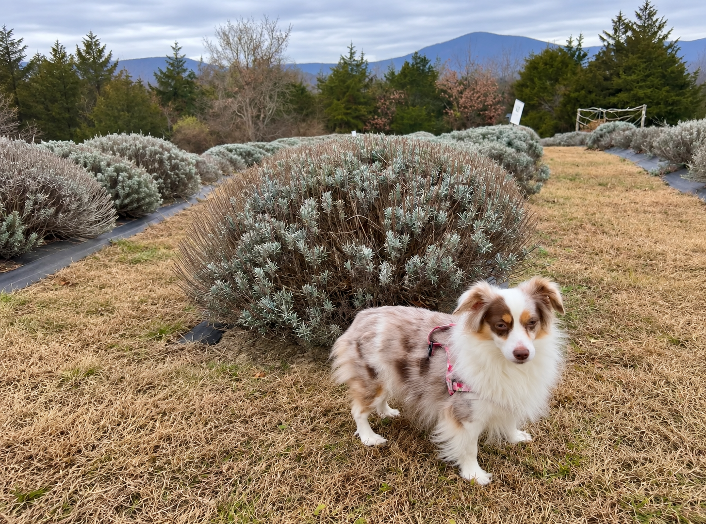 Saydie standing beside late-season lavender plants with mountains in the distance at Tantivy Farm in Fairfield, Virginia.