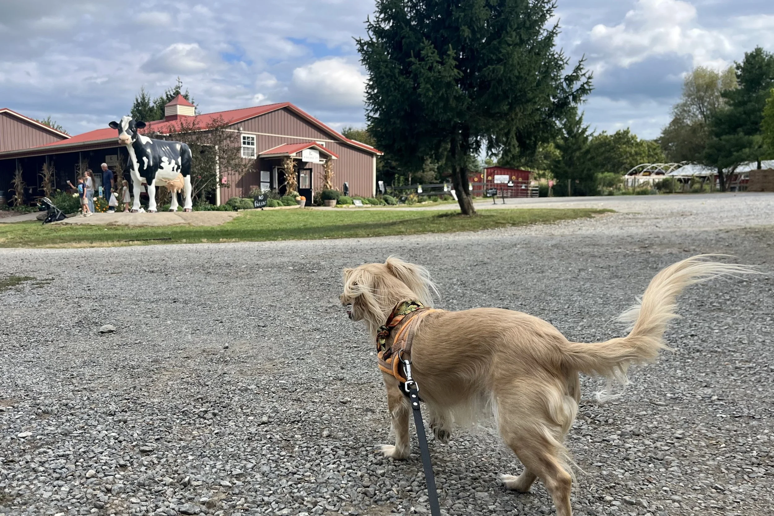 Archie walking toward Great Country Farms in Bluemont, Virginia.