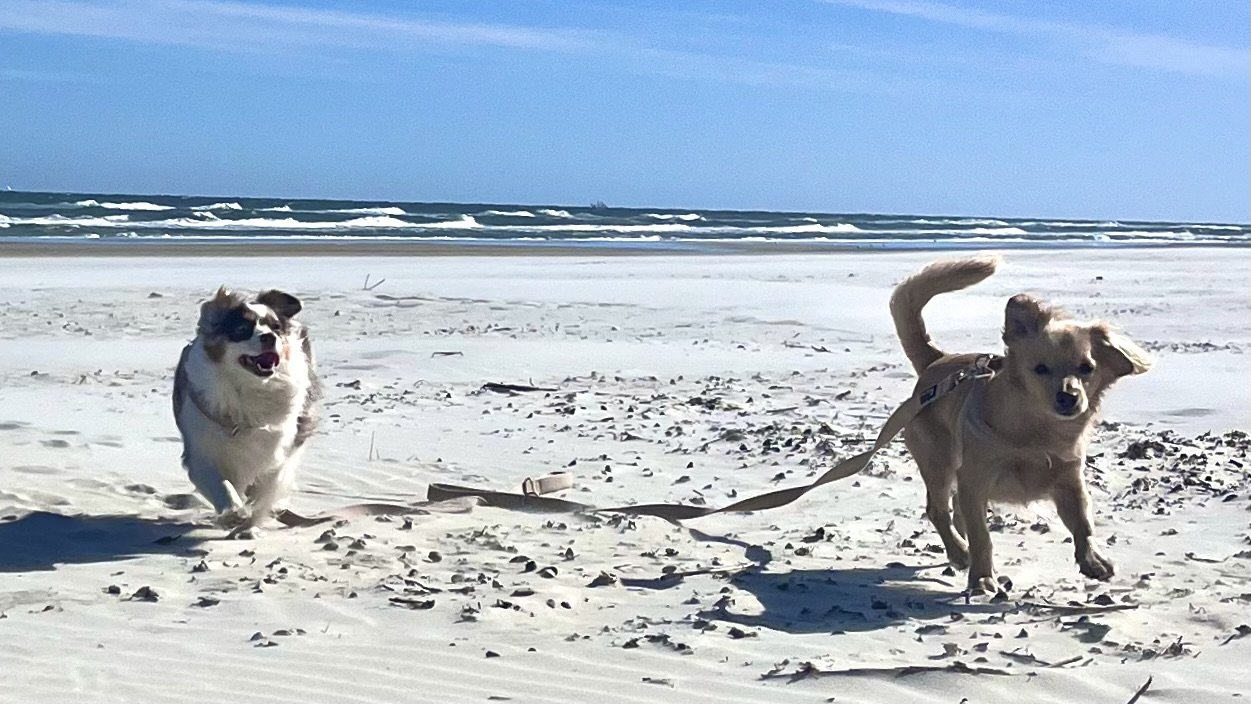 Two small dogs running on a beach during travel, showing the kind of activity that can leave dogs tired after a trip