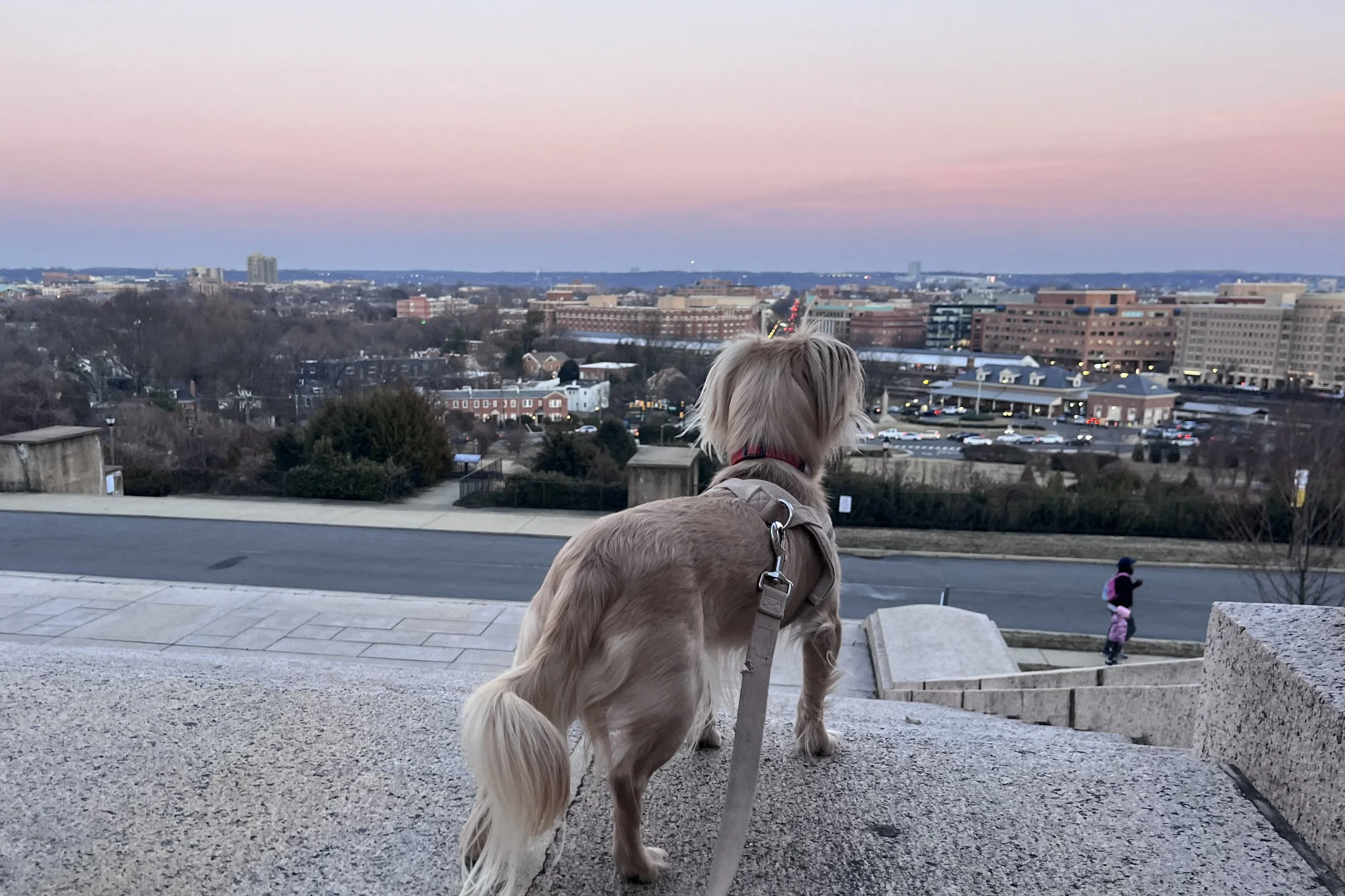 Small dog looking out over Alexandria from the George Washington Masonic Memorial at sunset.