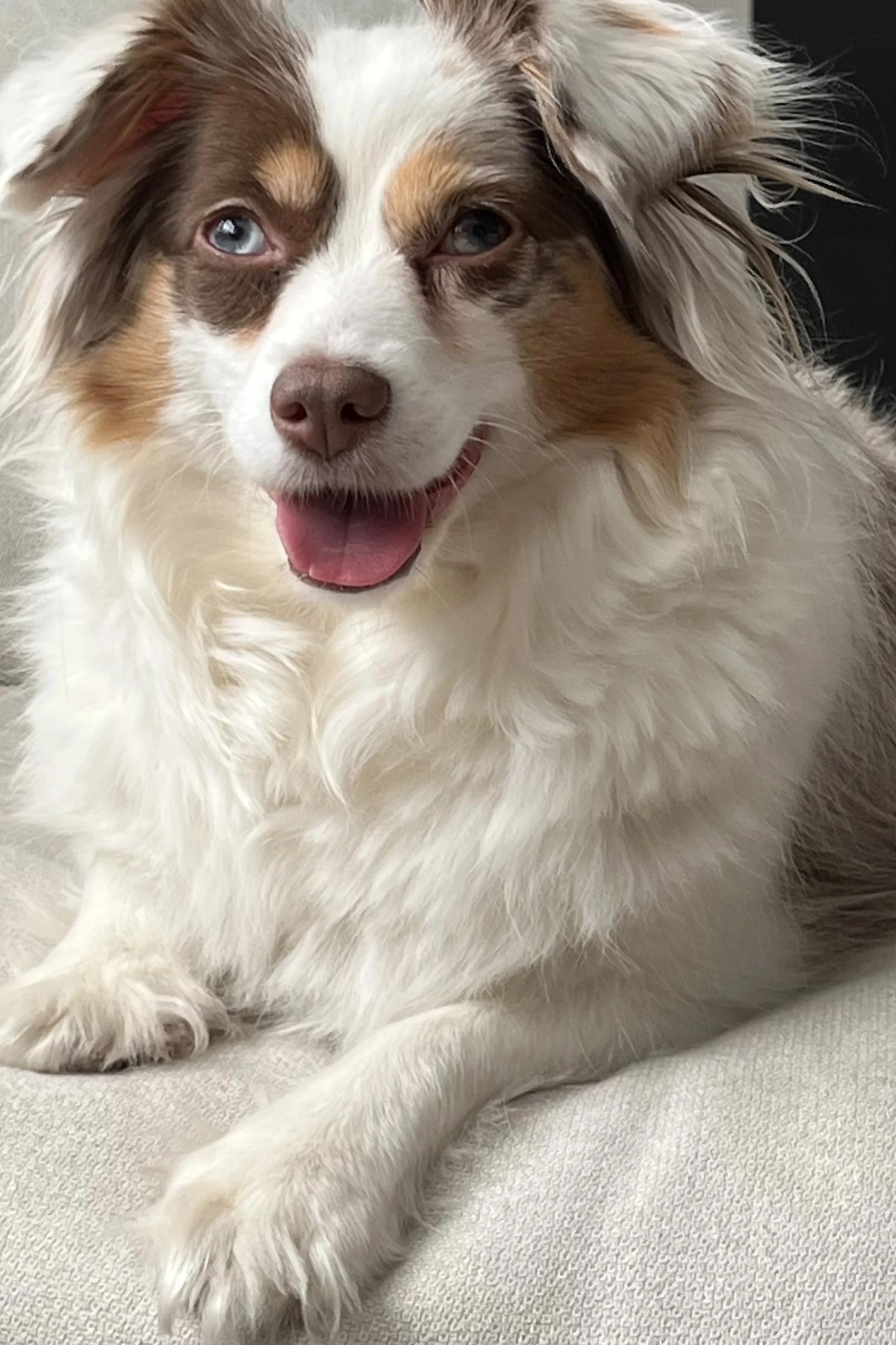Small Australian Shepherd relaxing comfortably on a light-colored couch at home, looking toward the camera with a calm, happy expression.