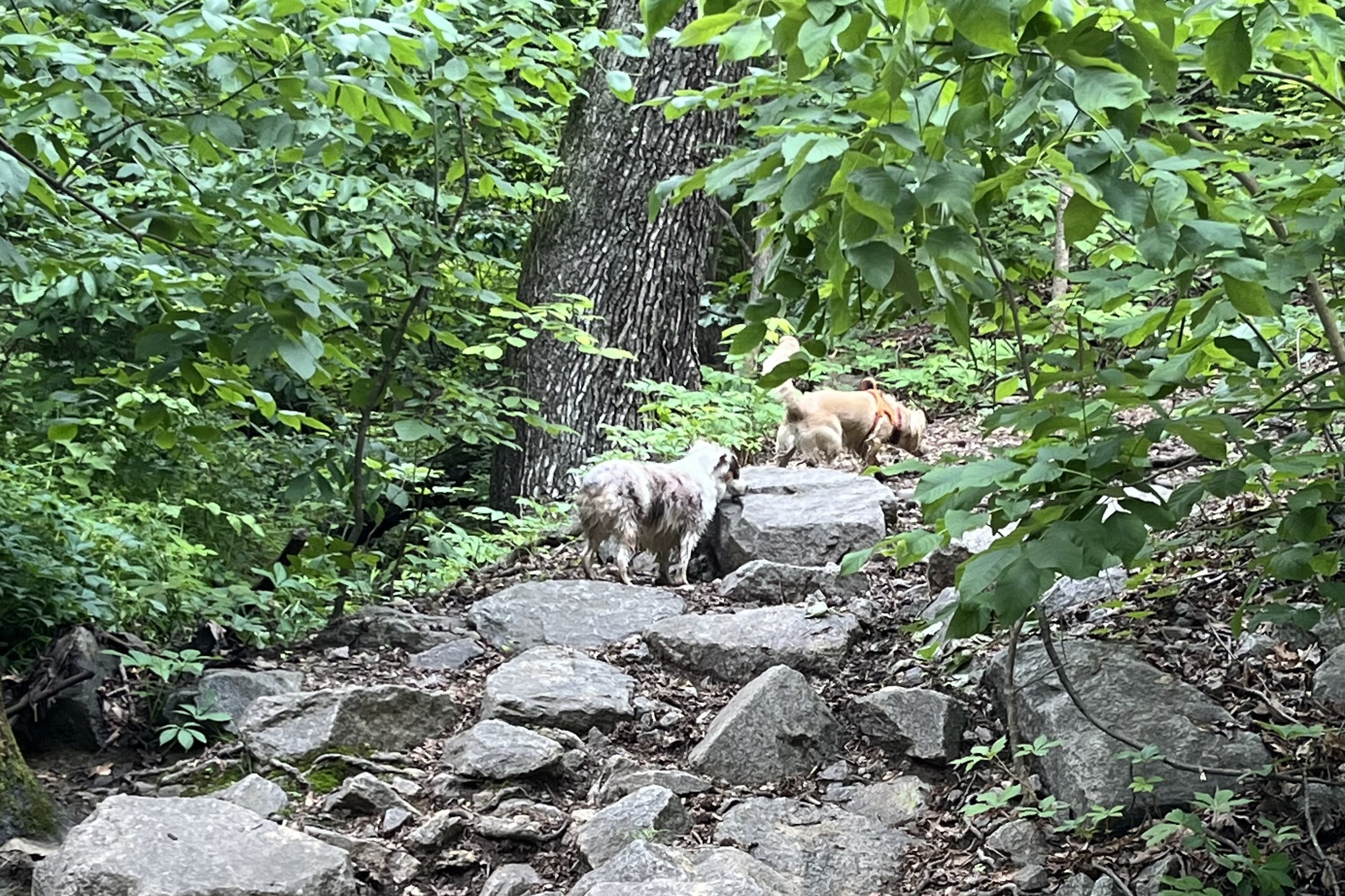 Two small dogs exploring a rocky wooded trail near a creek in shaded summer greenery.
