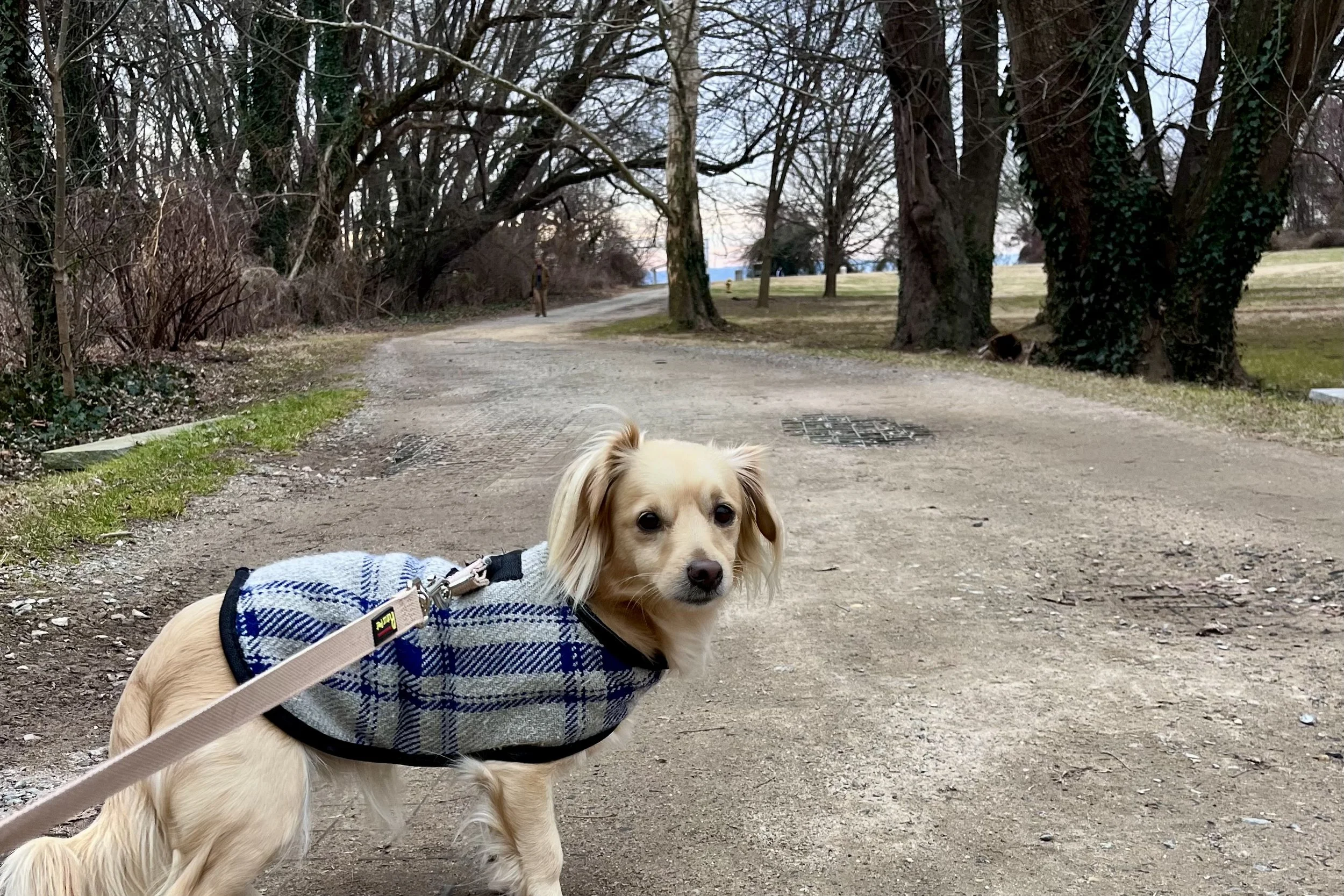 Small tan dog standing on a curved dirt trail at Jones Point Park where the wooded path opens into a large grassy clearing near the waterfront.