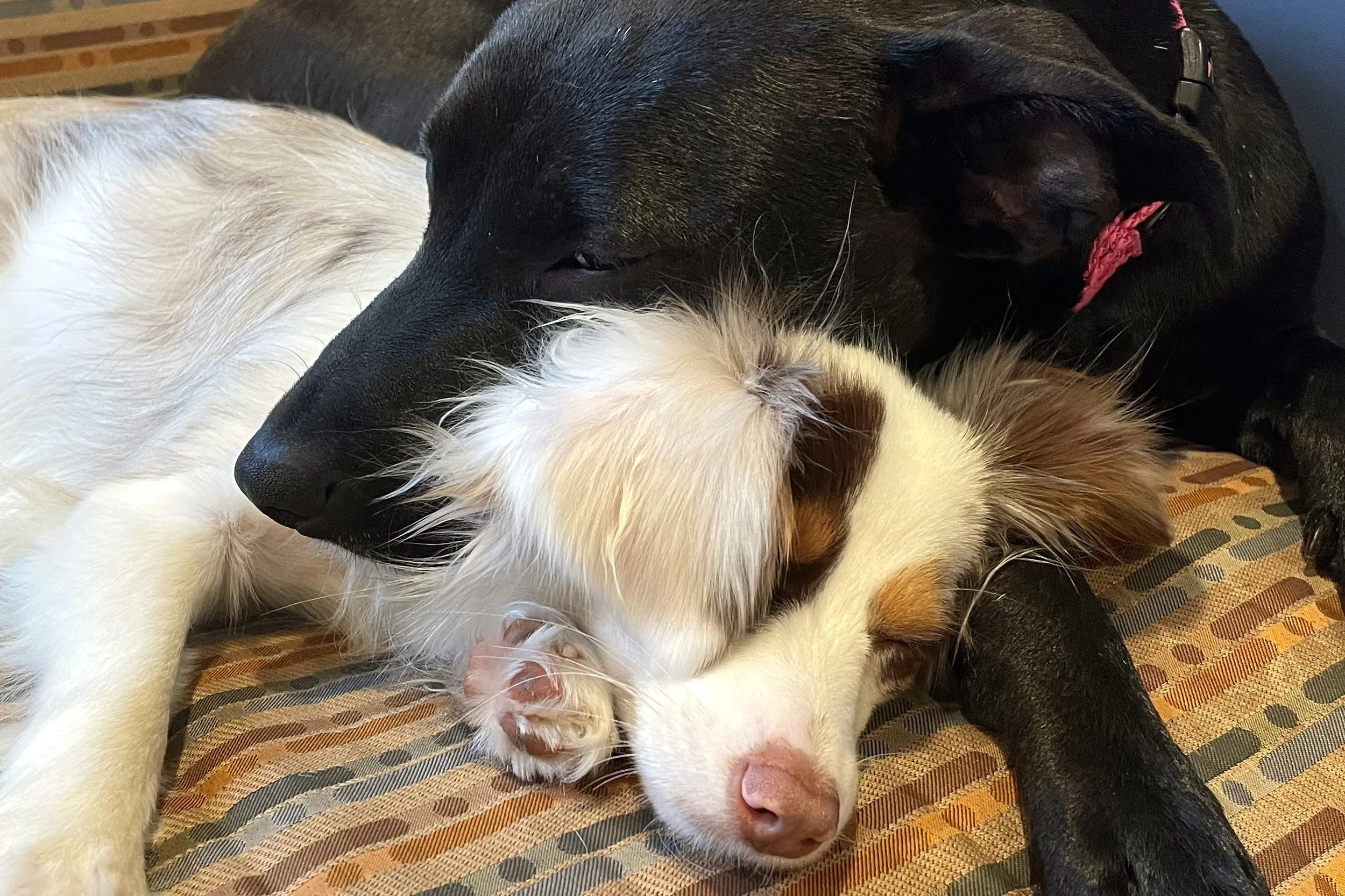 two dogs resting together closely on soft surface showing comfort and familiarity